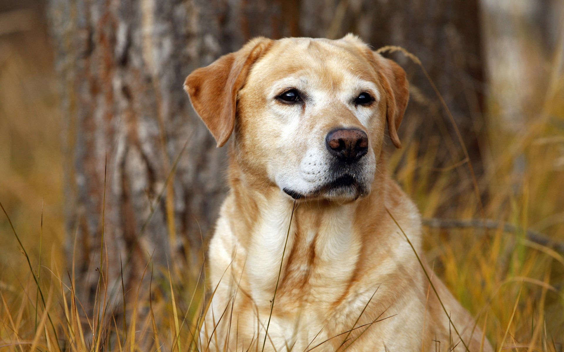 Laden Sie das Grass, Labrador, Nase, Tiere, Hund-Bild kostenlos auf Ihren PC-Desktop herunter