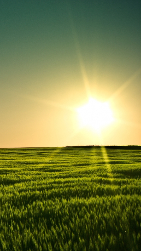 earth, field, sunset, barley, minnesota