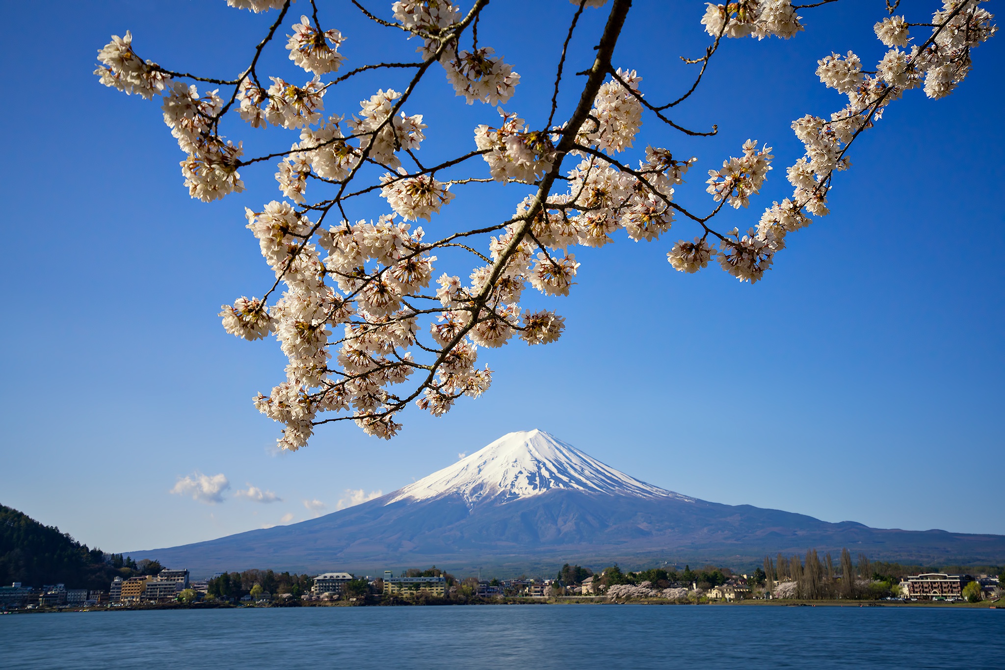 Download mobile wallpaper Sakura, Lake, Earth, Mount Fuji, Volcanoes for free.