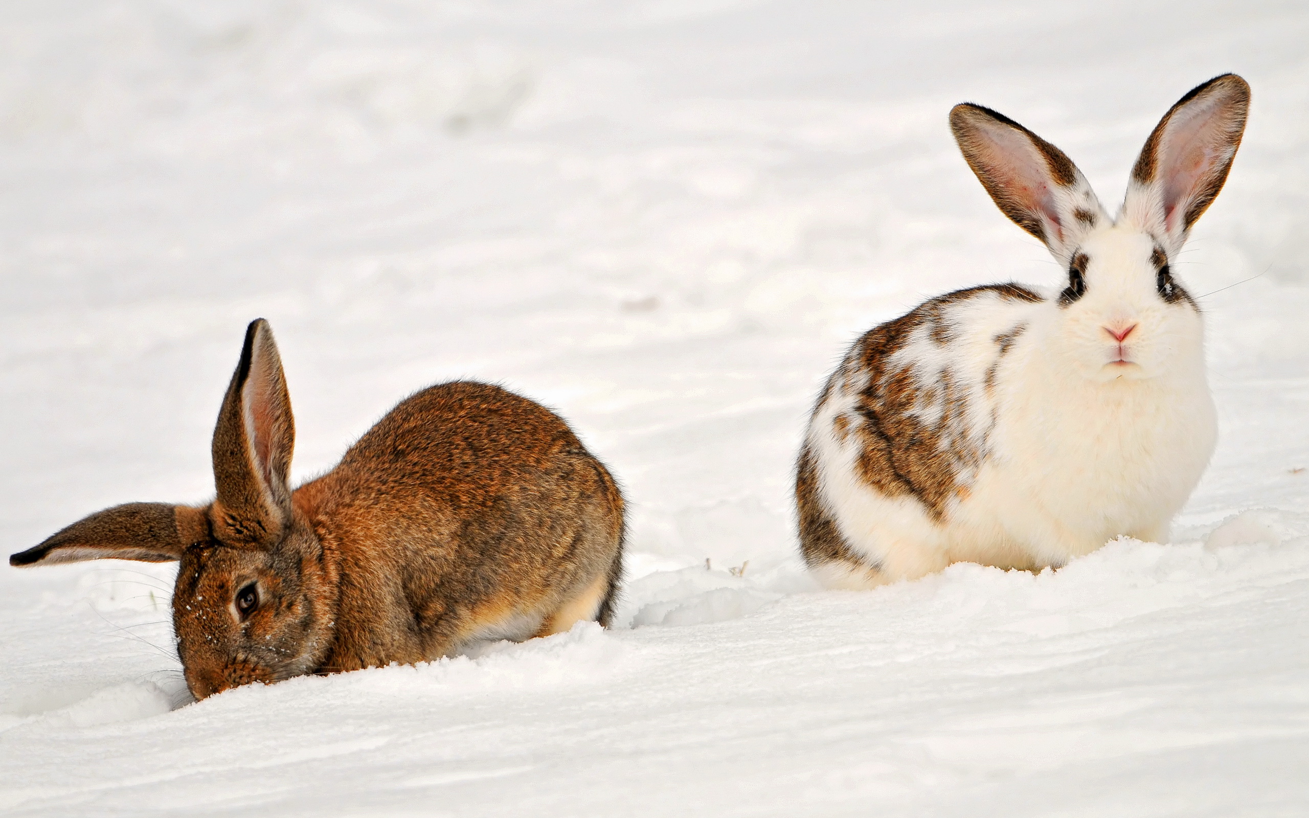Download mobile wallpaper Rabbit, Animal for free.