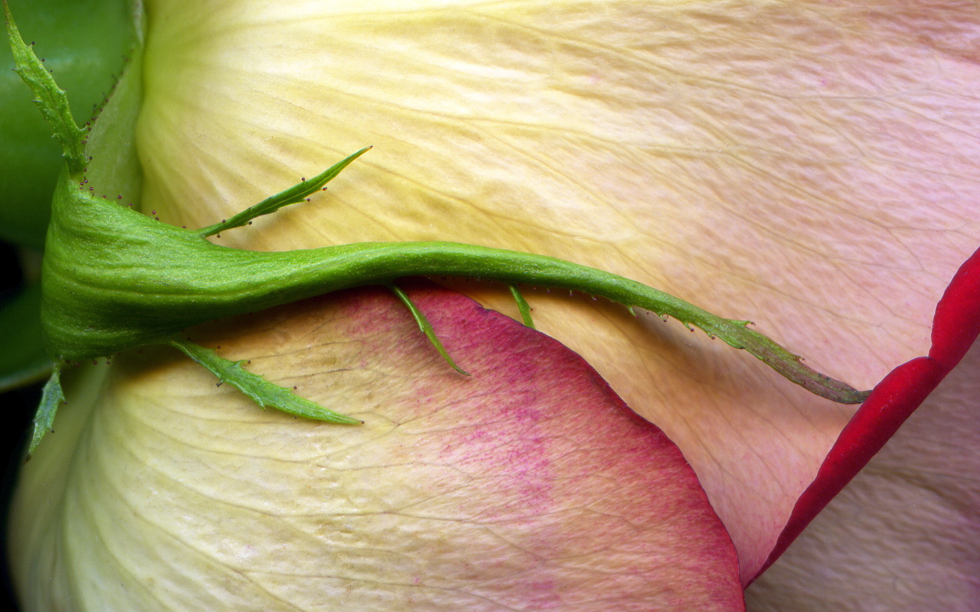 Descarga gratis la imagen Flores, Rosa, Flor, Brote, Tierra/naturaleza, Macrofotografía en el escritorio de tu PC