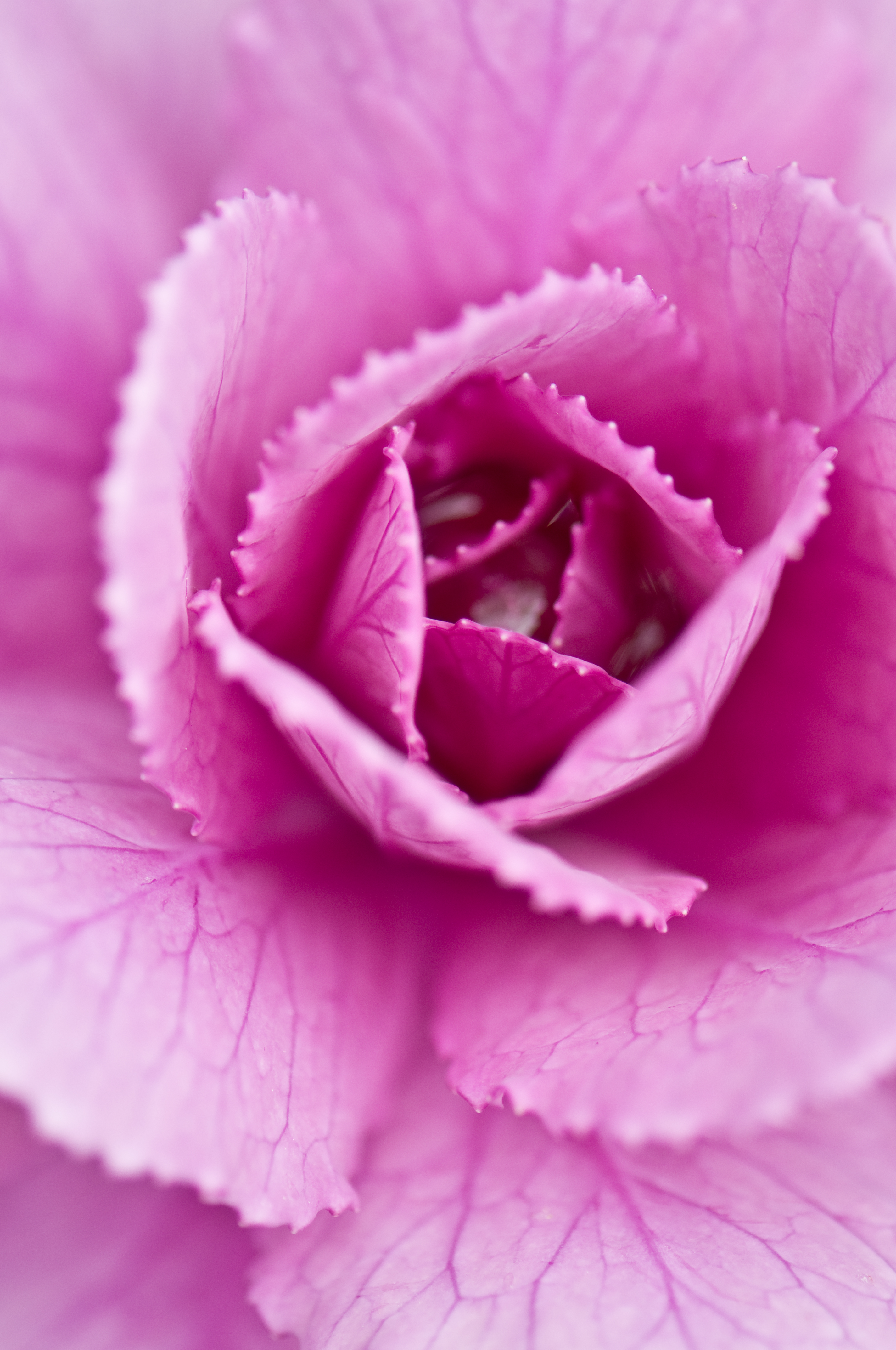 pink, cabbage, macro, petals, close up, pink cabbage