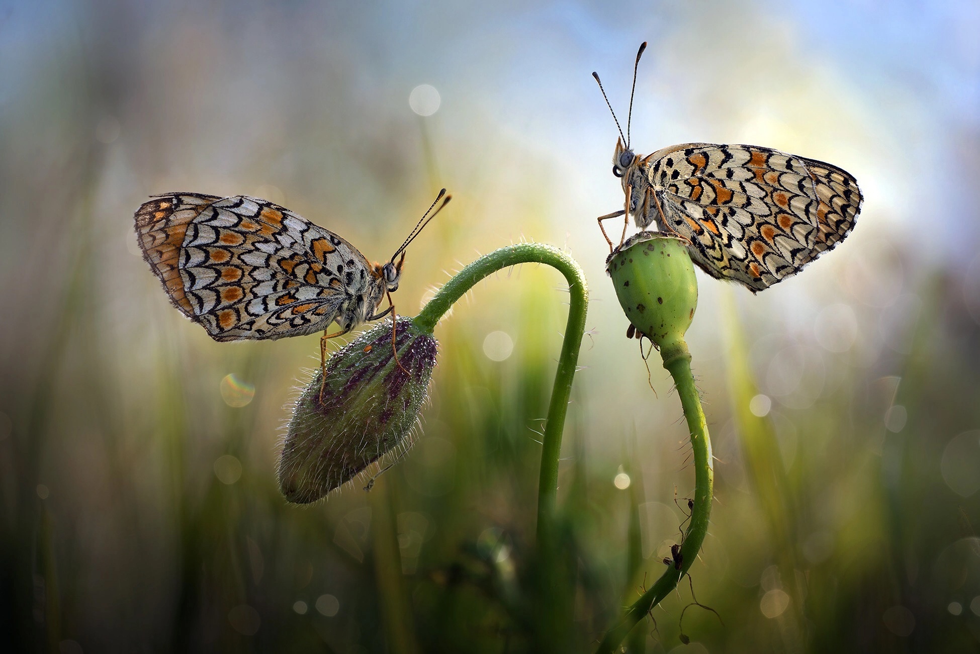 Free download wallpaper Macro, Insect, Butterfly, Animal on your PC desktop