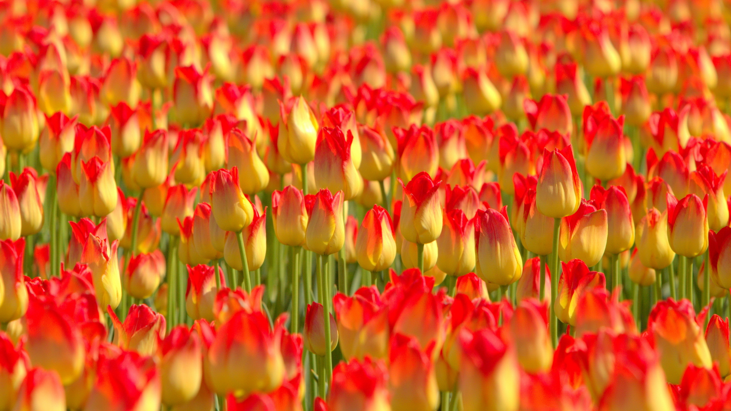 Download mobile wallpaper Tulip, Flowers, Earth for free.