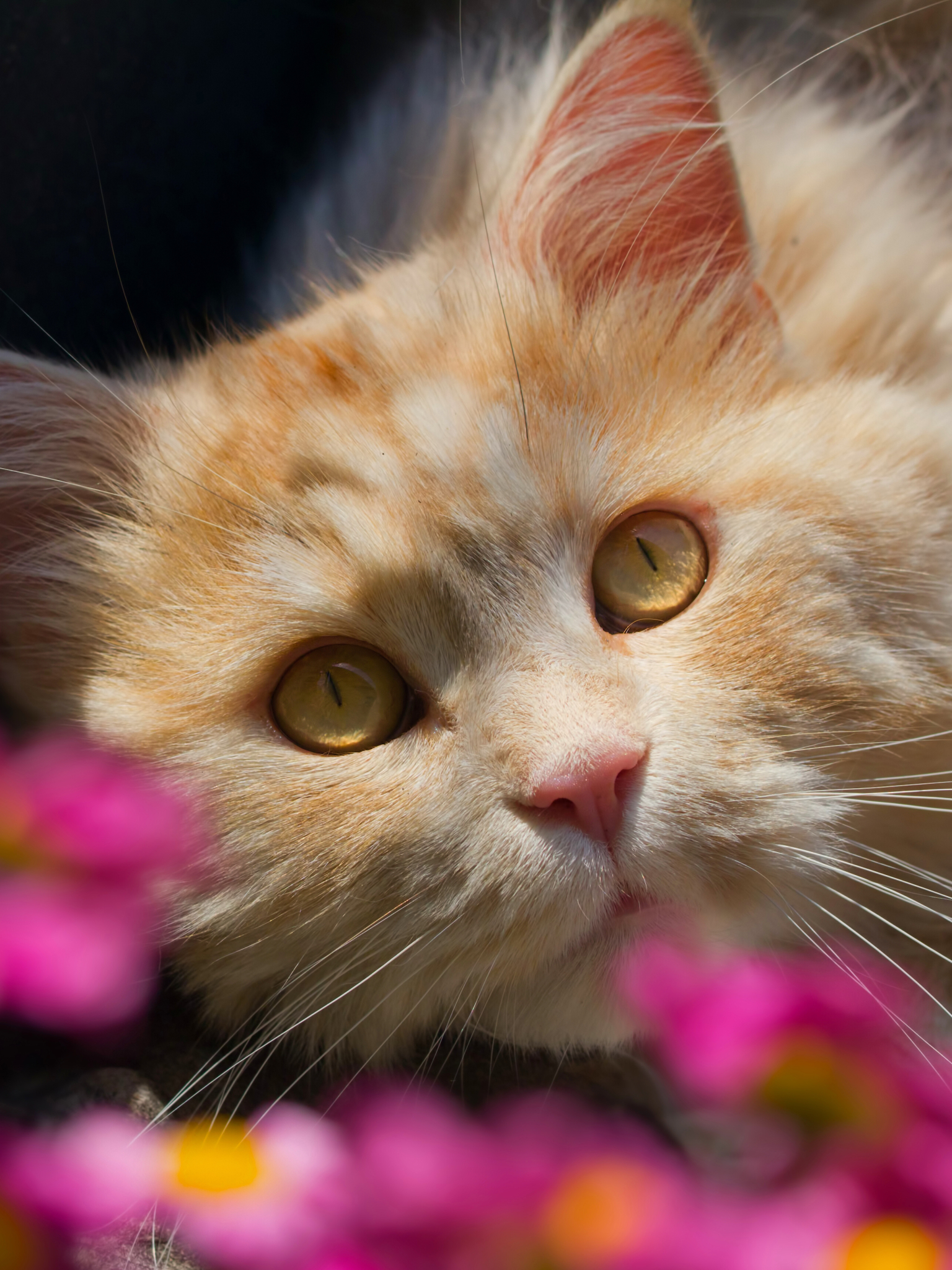 Descarga gratis la imagen Animales, Gatos, Gato, De Cerca, Cara en el escritorio de tu PC