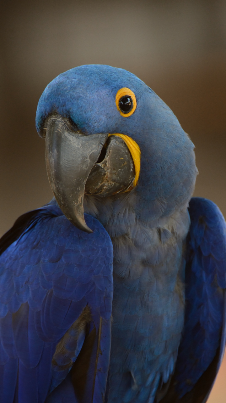 Download mobile wallpaper Birds, Animal, Hyacinth Macaw for free.