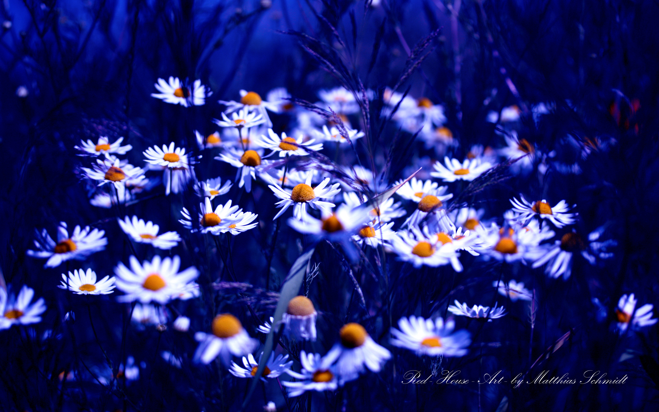 Téléchargez gratuitement l'image Fleurs, Fleur, Terre/nature sur le bureau de votre PC