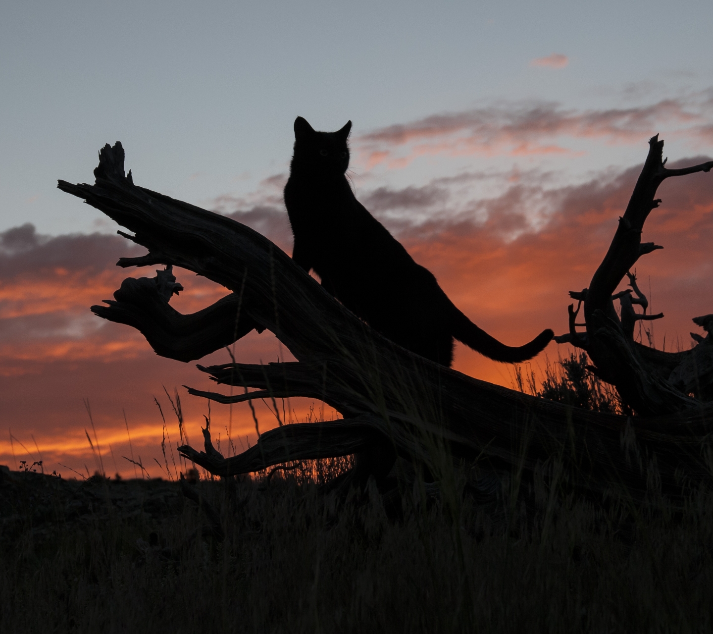 Laden Sie das Tiere, Katzen, Sommer, Silhouette, Katze, Sonnenuntergang, Toter Baum-Bild kostenlos auf Ihren PC-Desktop herunter