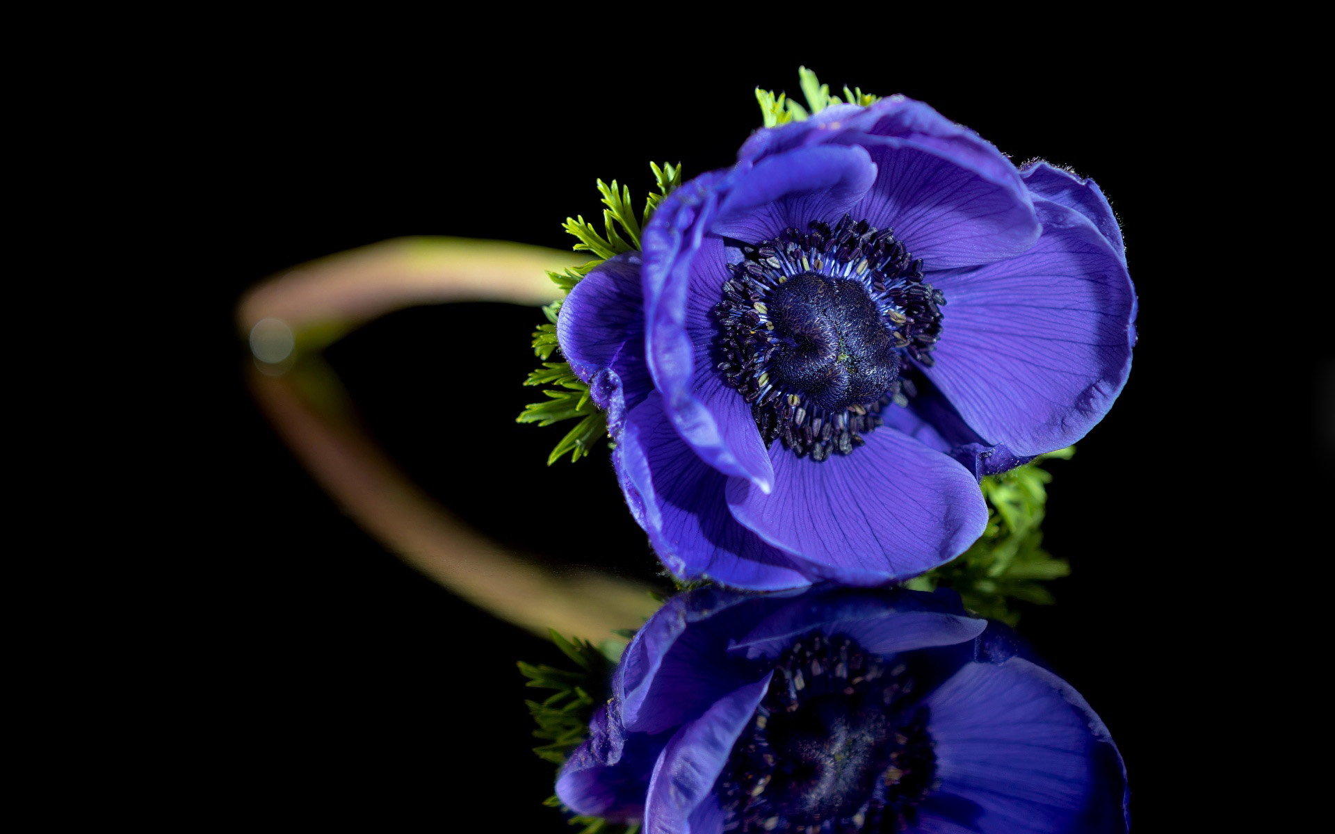 Завантажити шпалери безкоштовно Квітка, Земля, Анемона, Рефлексія, Синя Квітка, Флауерзи картинка на робочий стіл ПК