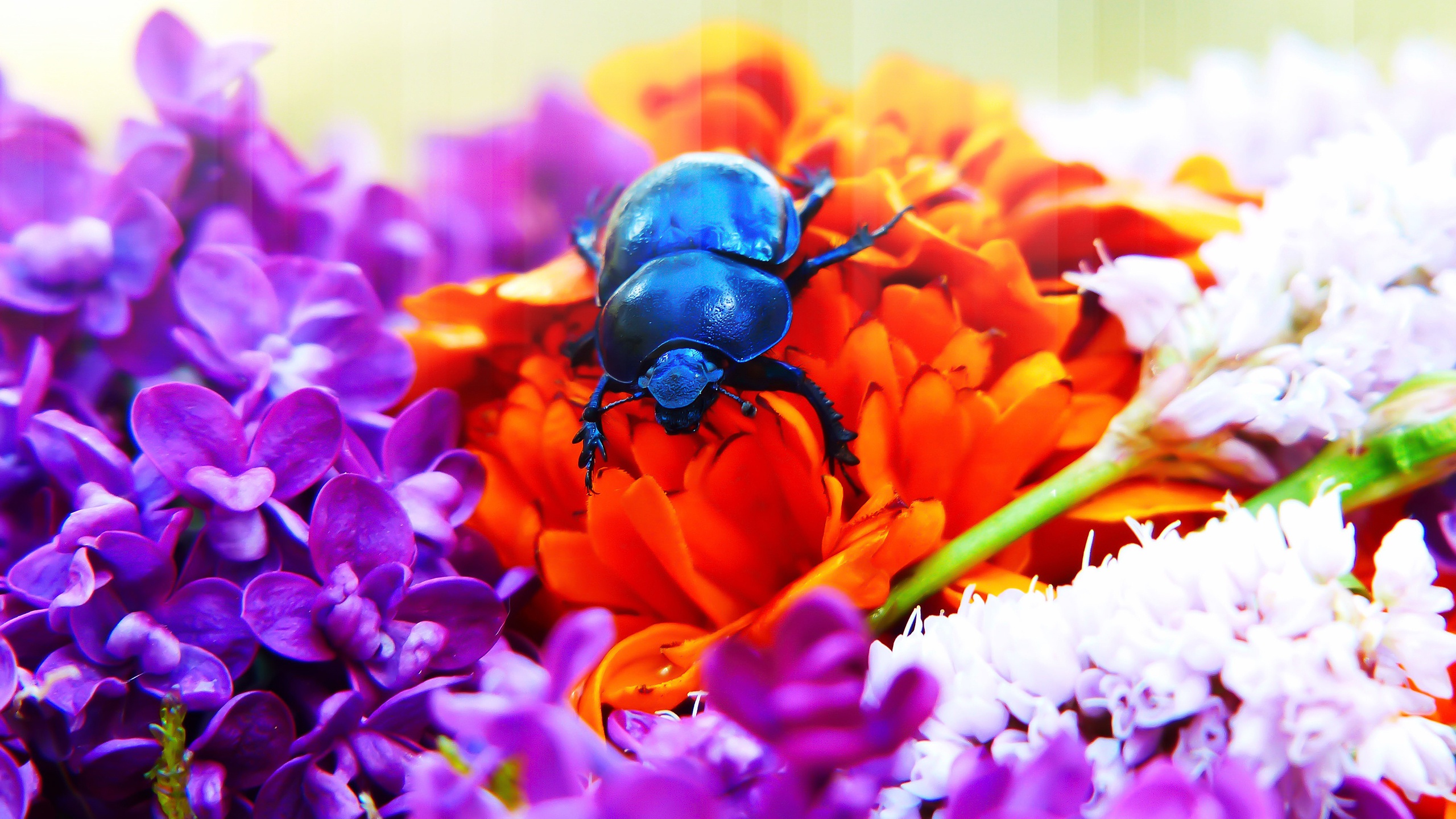 無料モバイル壁紙動物, 花, 閉じる, 甲虫, 白い花, 虫, オレンジフラワー, 紫色の花をダウンロードします。