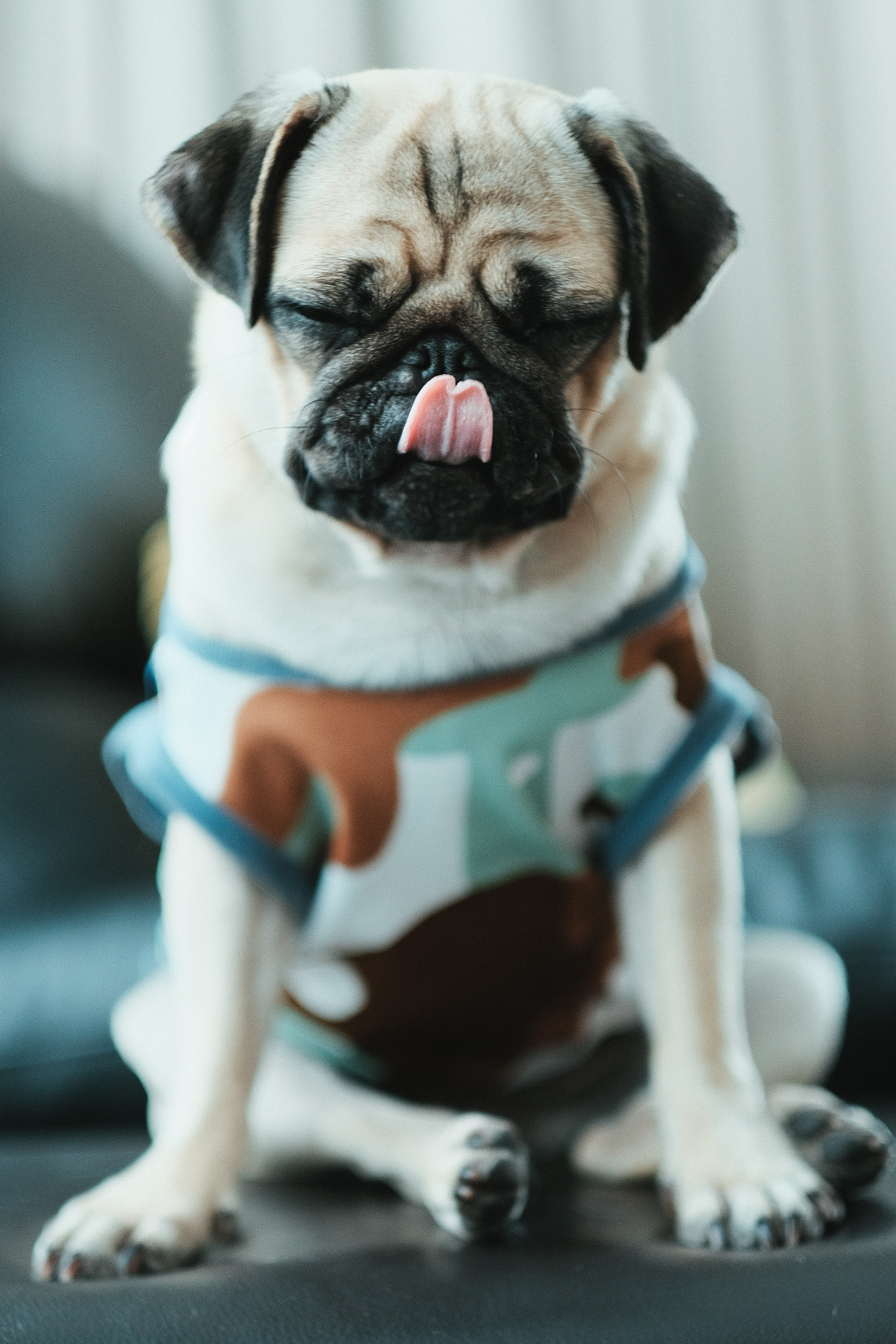 Free download wallpaper Animals, Pet, Puppy, Pug, Dog, Funny on your PC desktop