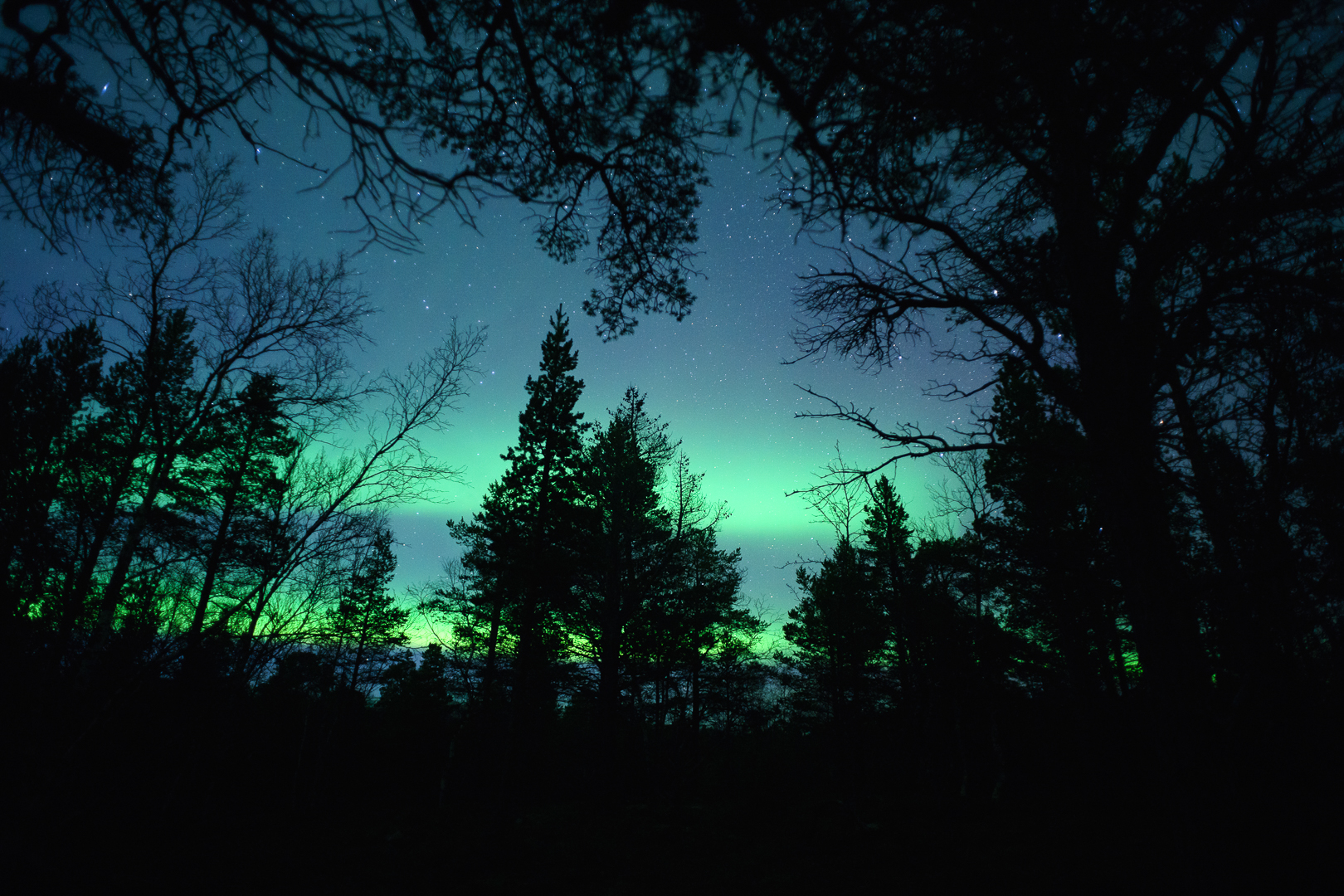 Free download wallpaper Sky, Light, Silhouette, Forest, Tree, Earth, Aurora Borealis on your PC desktop
