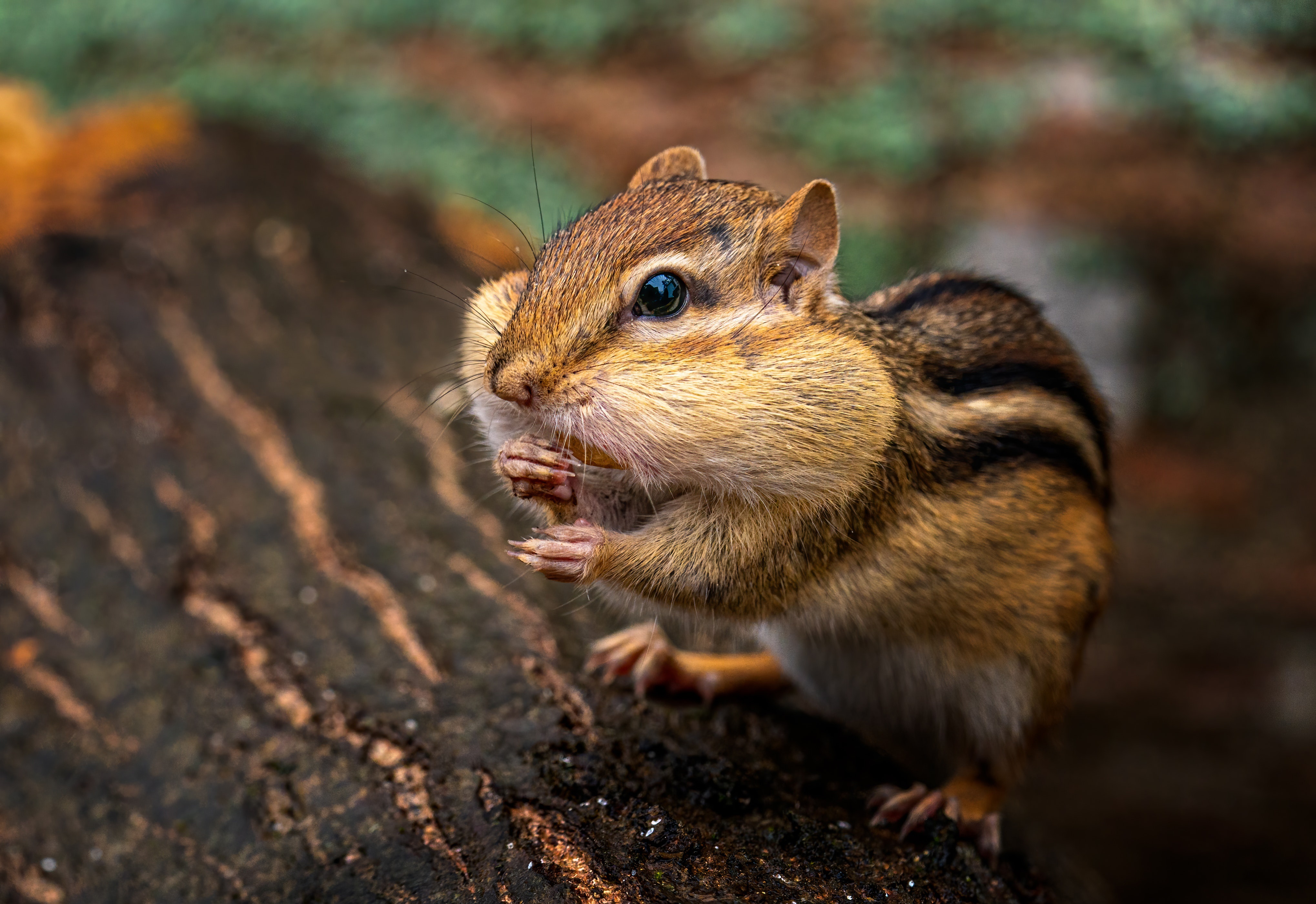 Download mobile wallpaper Animal, Rodent, Log, Chipmunk for free.