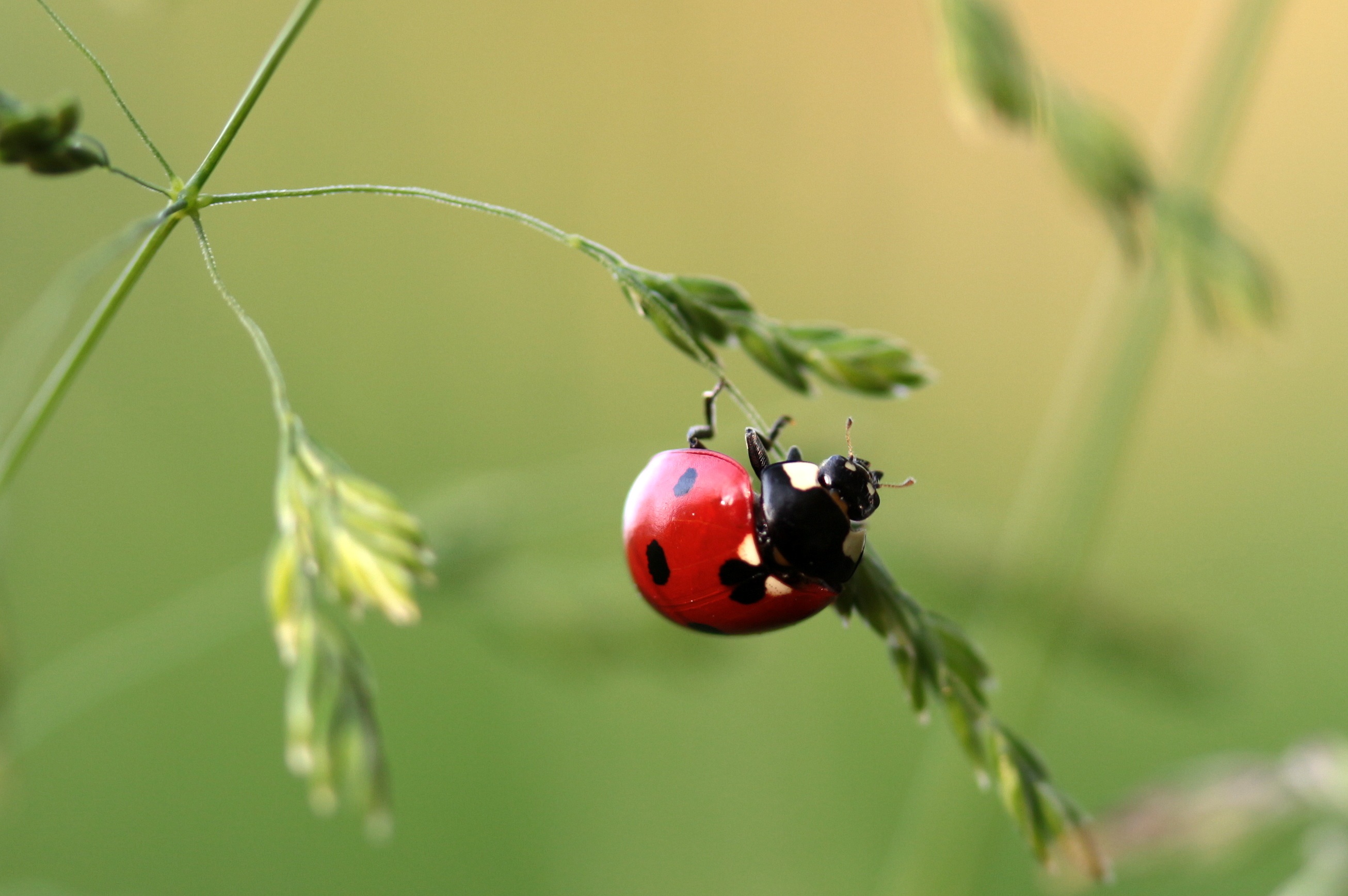 Free download wallpaper Insect, Ladybird, Ladybug, Grass, Macro on your PC desktop