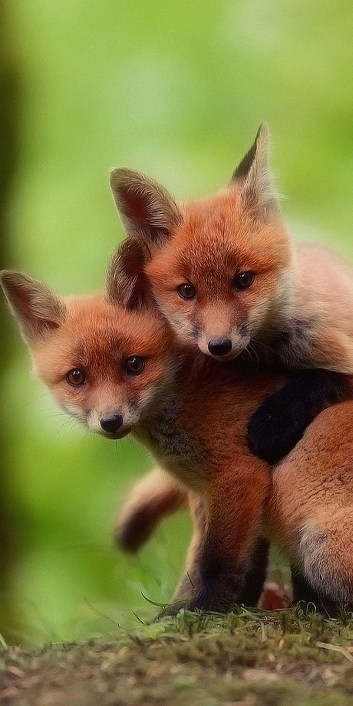 Download mobile wallpaper Fox, Animal for free.