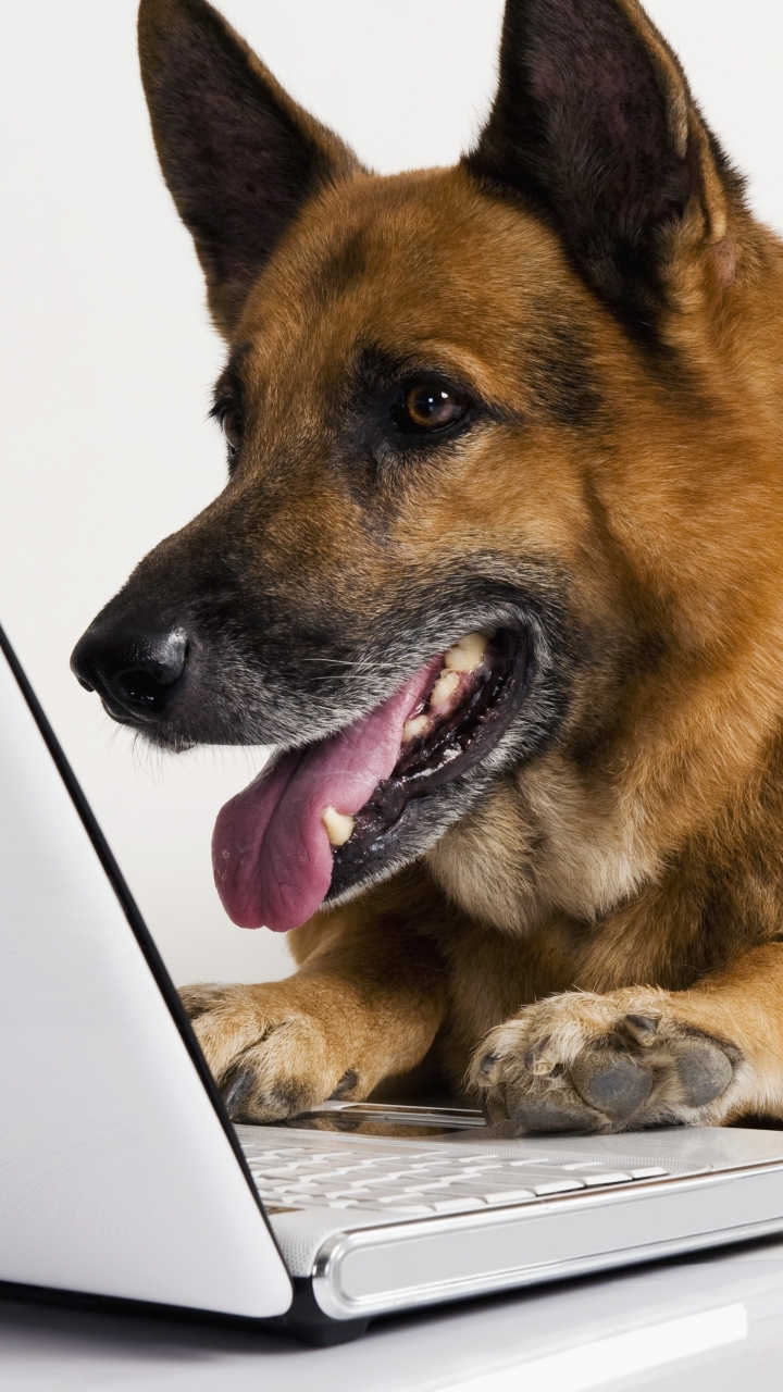 Téléchargez des papiers peints mobile Animaux, Chiens, Berger Allemand gratuitement.