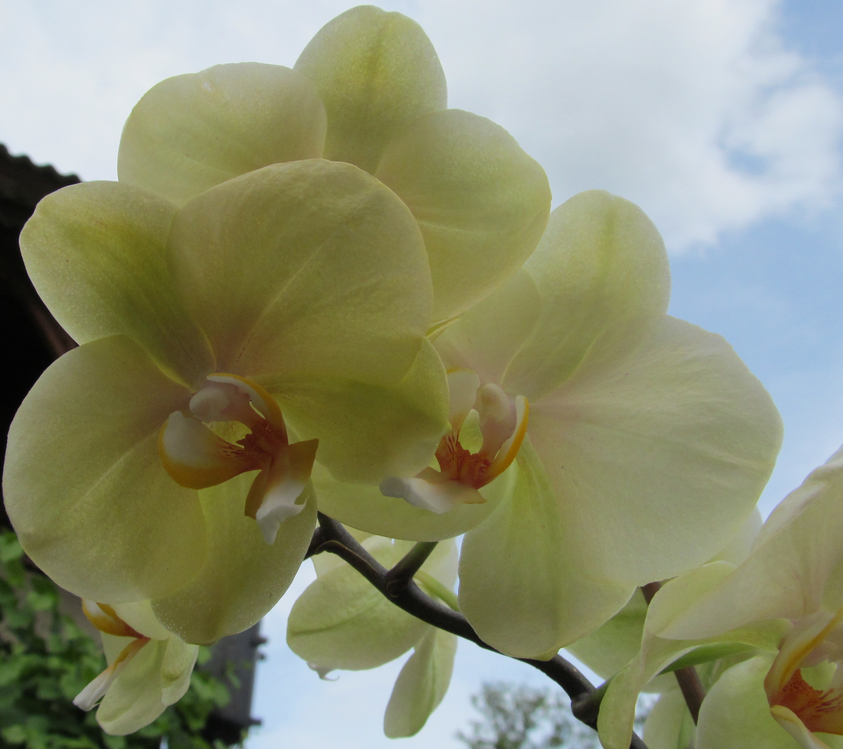 Baixar papel de parede para celular de Flores, Orquídea, Terra/natureza gratuito.
