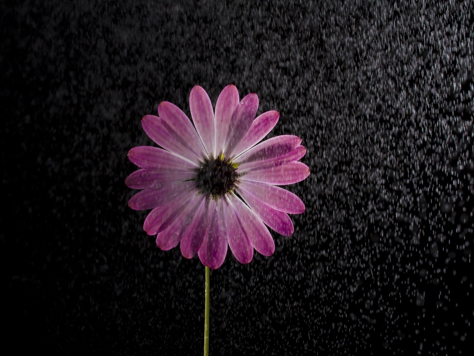 Download mobile wallpaper Flowers, Rain, Flower, Earth, Daisy, Purple Flower for free.