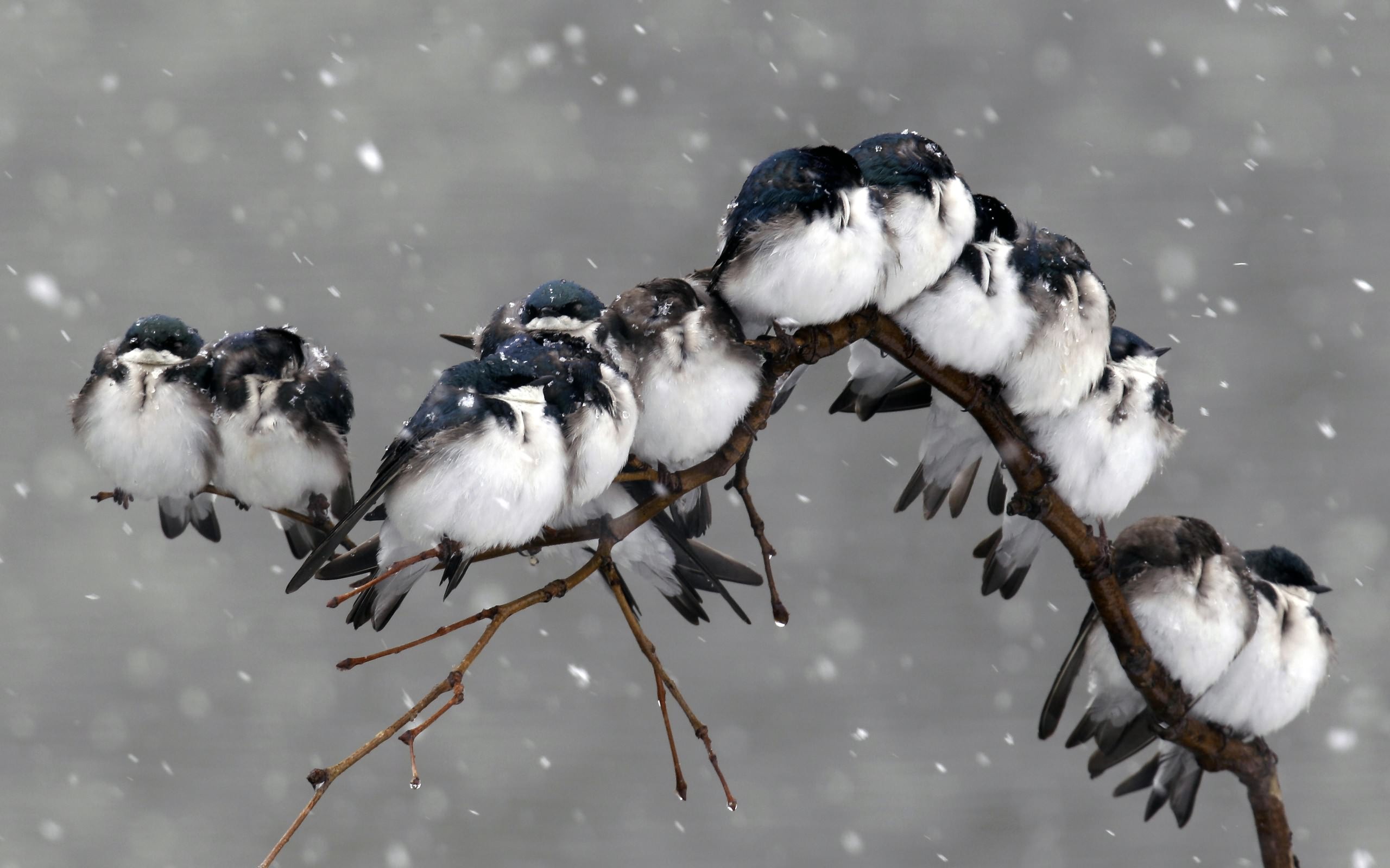 Download mobile wallpaper Branch, Snow, Winter, Bird, Birds, Animal for free.
