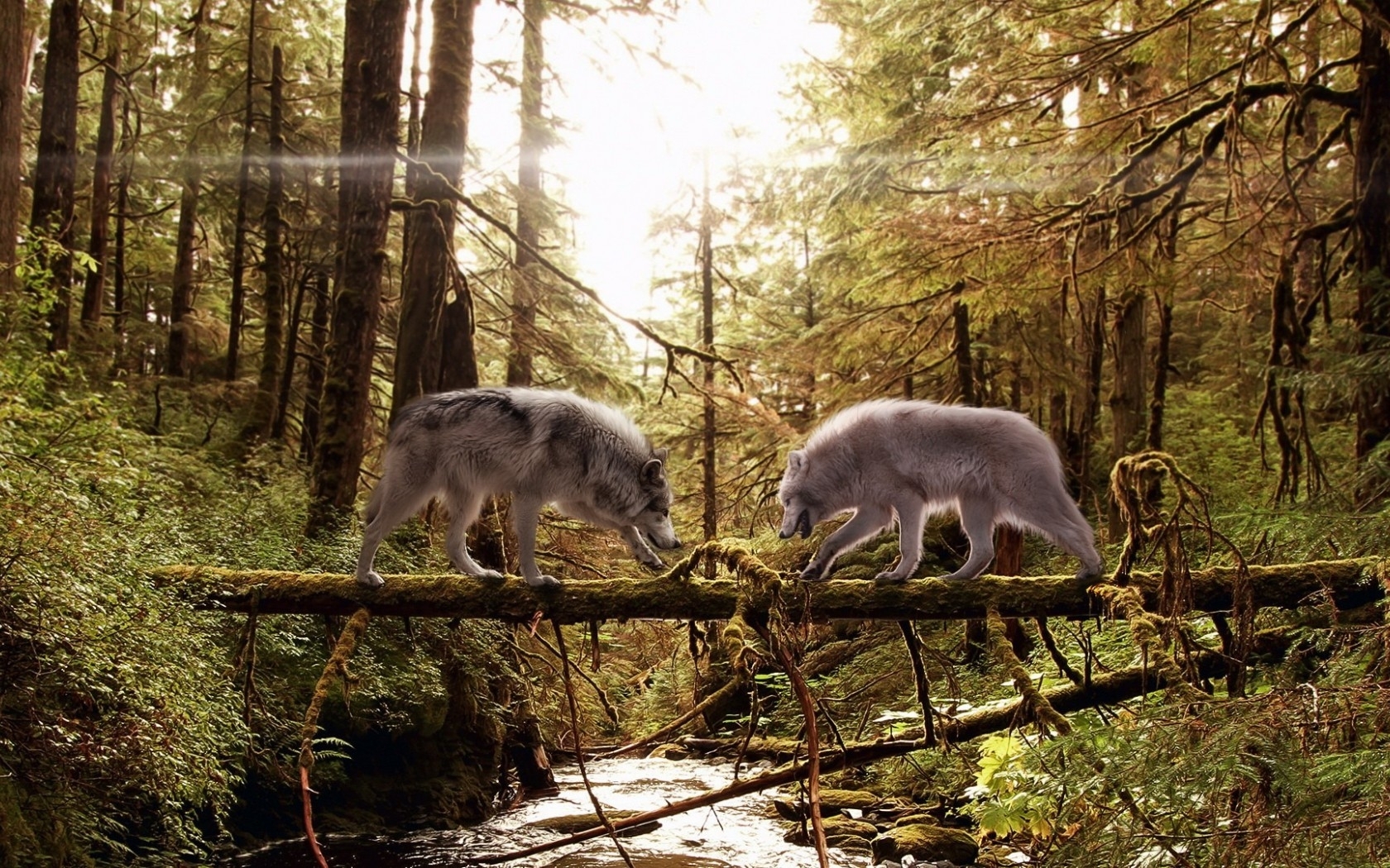 Téléchargez des papiers peints mobile Animaux, Loup gratuitement.