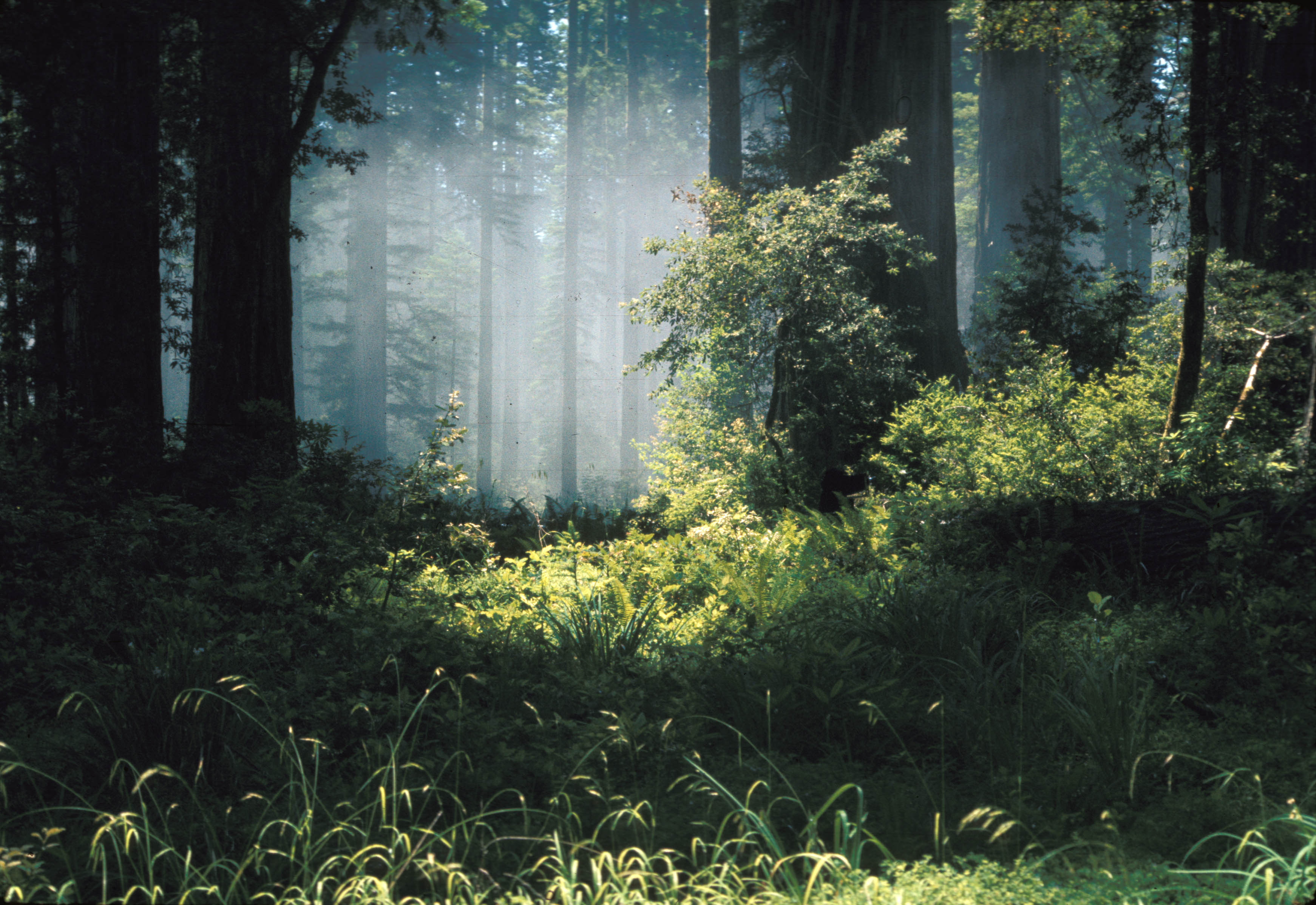 Descarga gratis la imagen Bosque, Árbol, Hoja, Tierra/naturaleza en el escritorio de tu PC