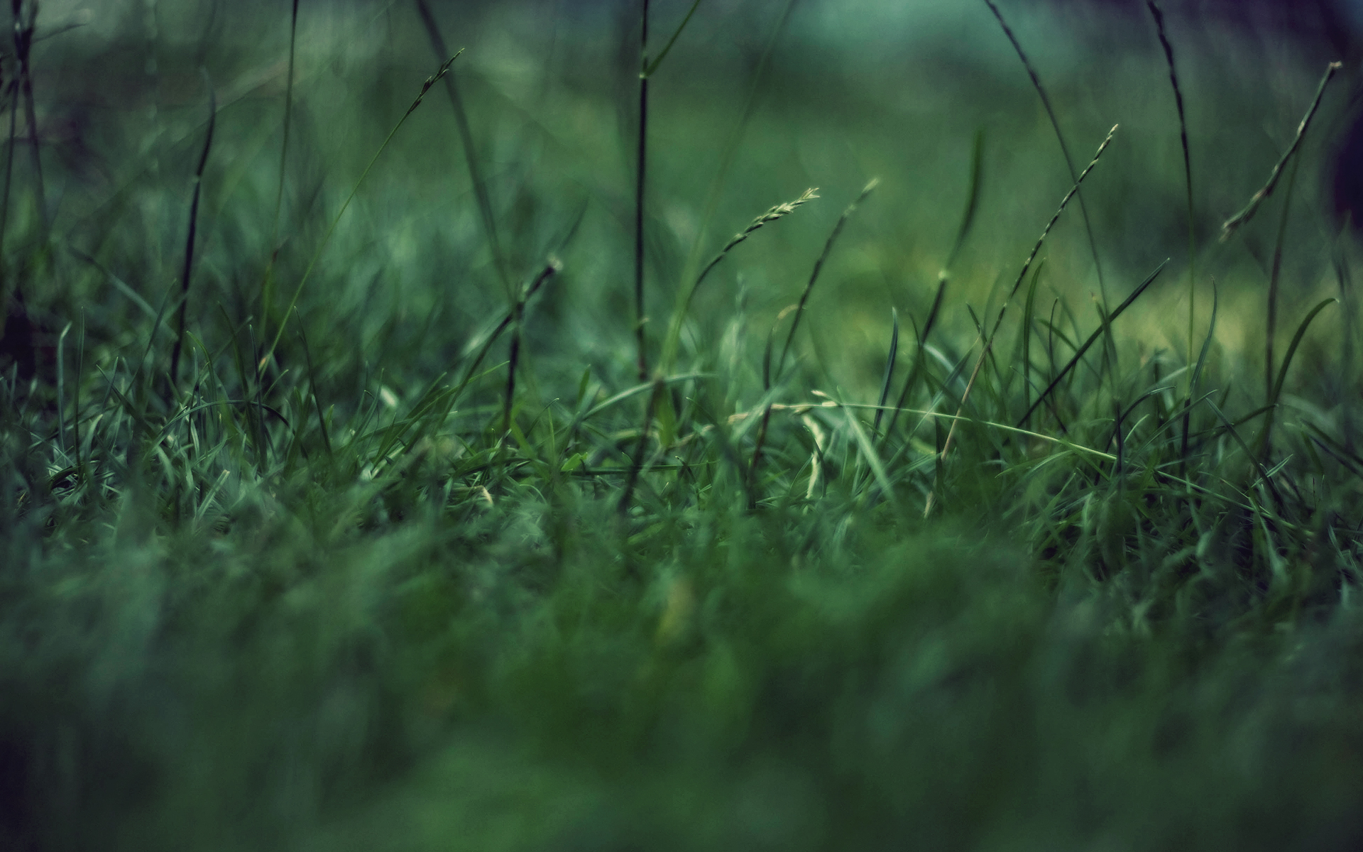 earth, grass