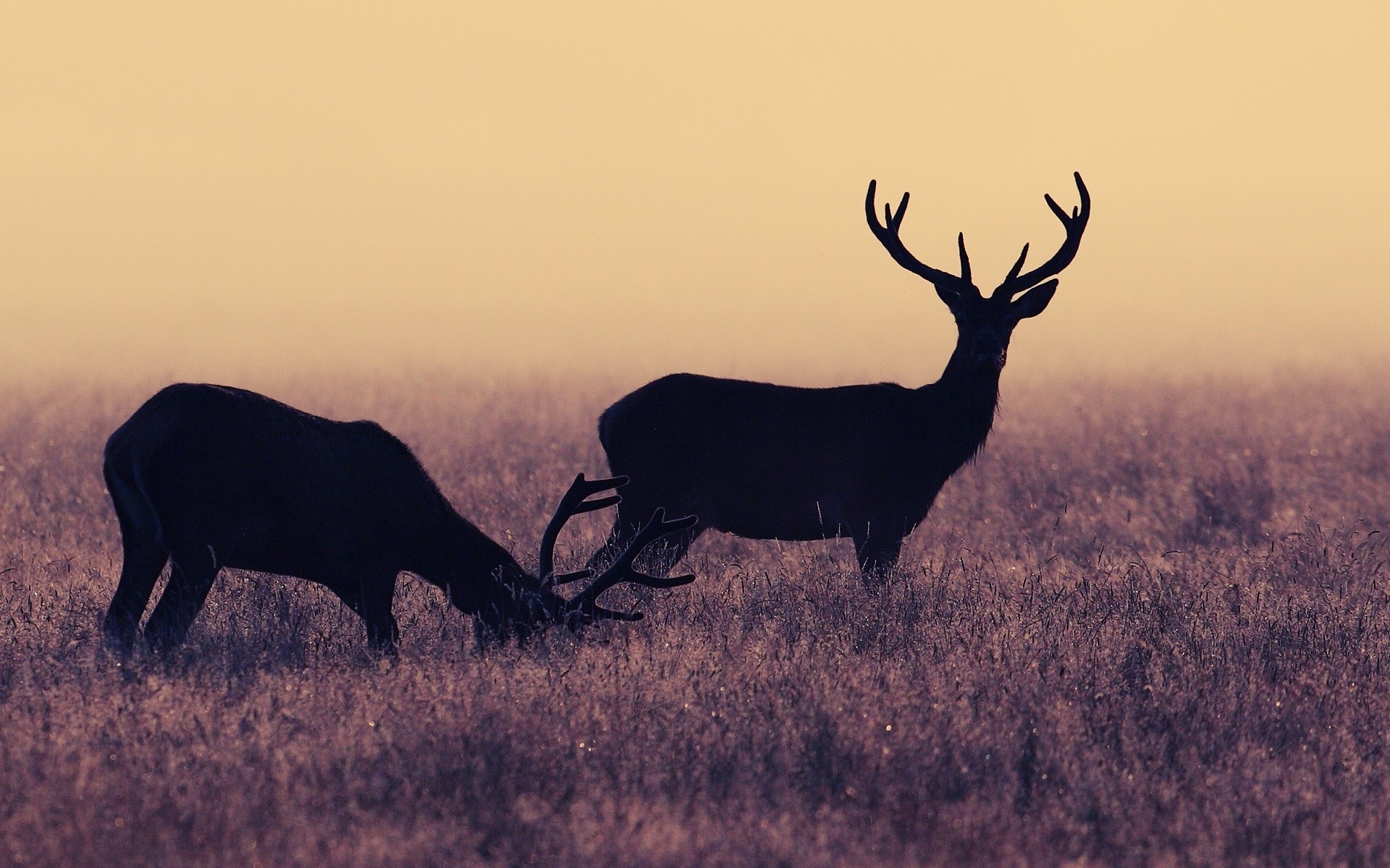 Download mobile wallpaper Animal, Deer for free.