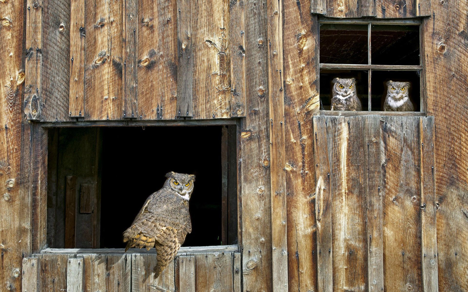 Download mobile wallpaper Animals, Window, Barn, Shed, Wood, Predator, Bird, Wooden, Owl for free.