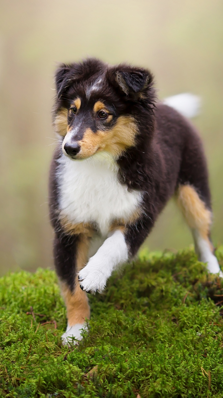 Download mobile wallpaper Dogs, Dog, Animal, Puppy, Moss, Shetland Sheepdog, Baby Animal for free.