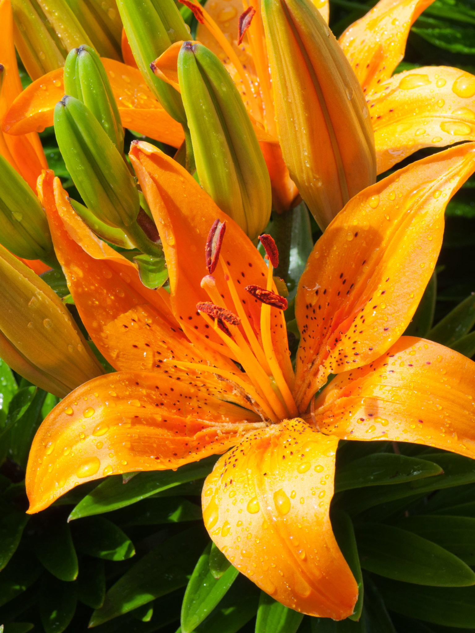 Download mobile wallpaper Nature, Flowers, Flower, Earth, Lily, Orange Flower for free.