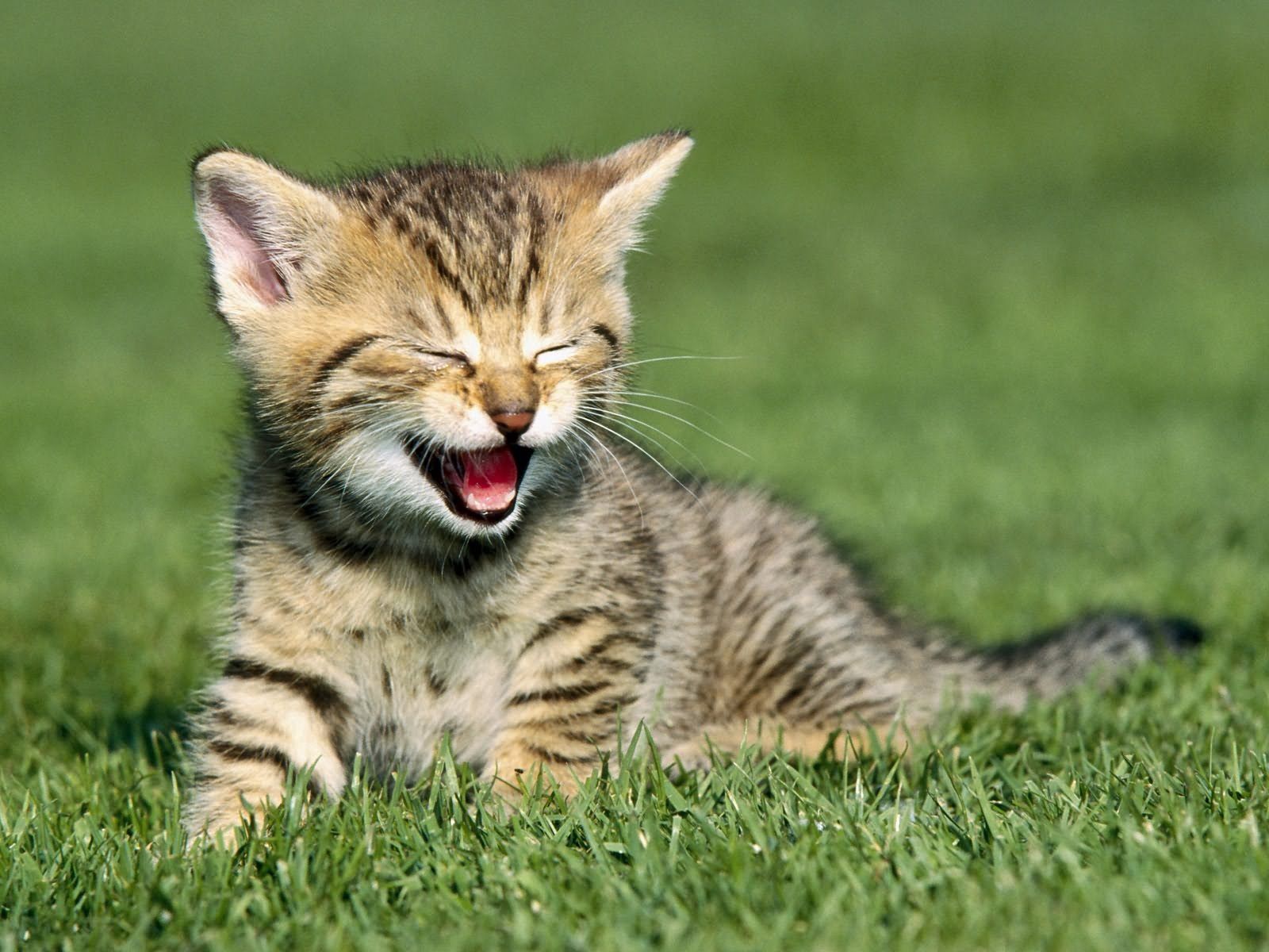 PCデスクトップに草, 泣く, 悲鳴, 動物, 座る, キティ, 子猫画像を無料でダウンロード