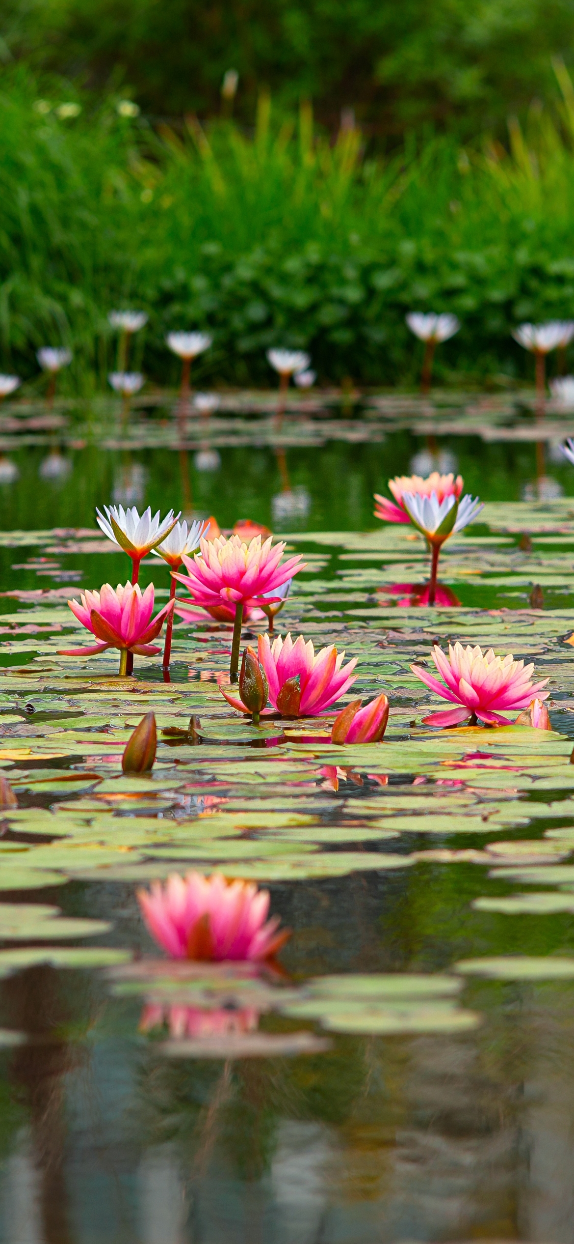 Handy-Wallpaper Blumen, Wasser, Lotus, Blume, Teich, Erde/natur, Pinke Blume kostenlos herunterladen.