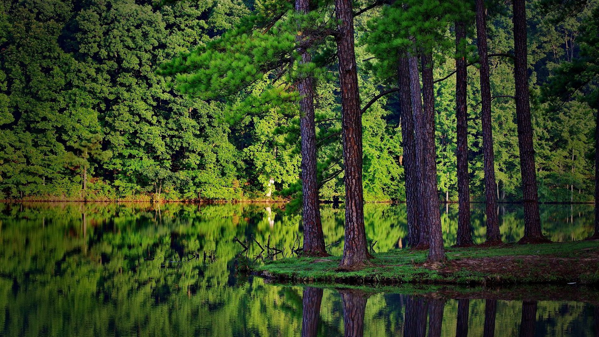 Laden Sie das Bäume, Landschaft, Flüsse-Bild kostenlos auf Ihren PC-Desktop herunter