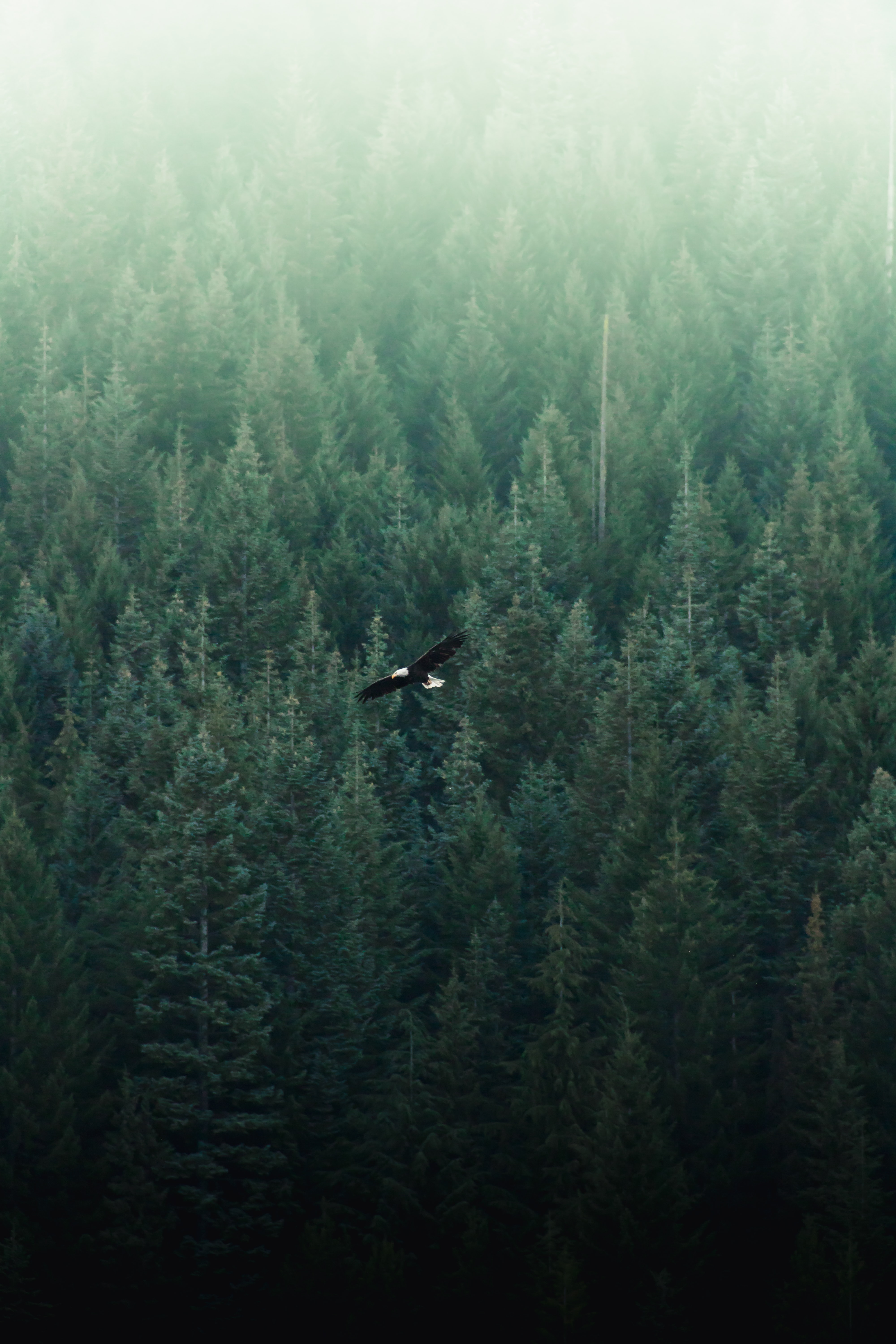 Download mobile wallpaper Eagle, Forest, Nature, Flight, View From Above for free.