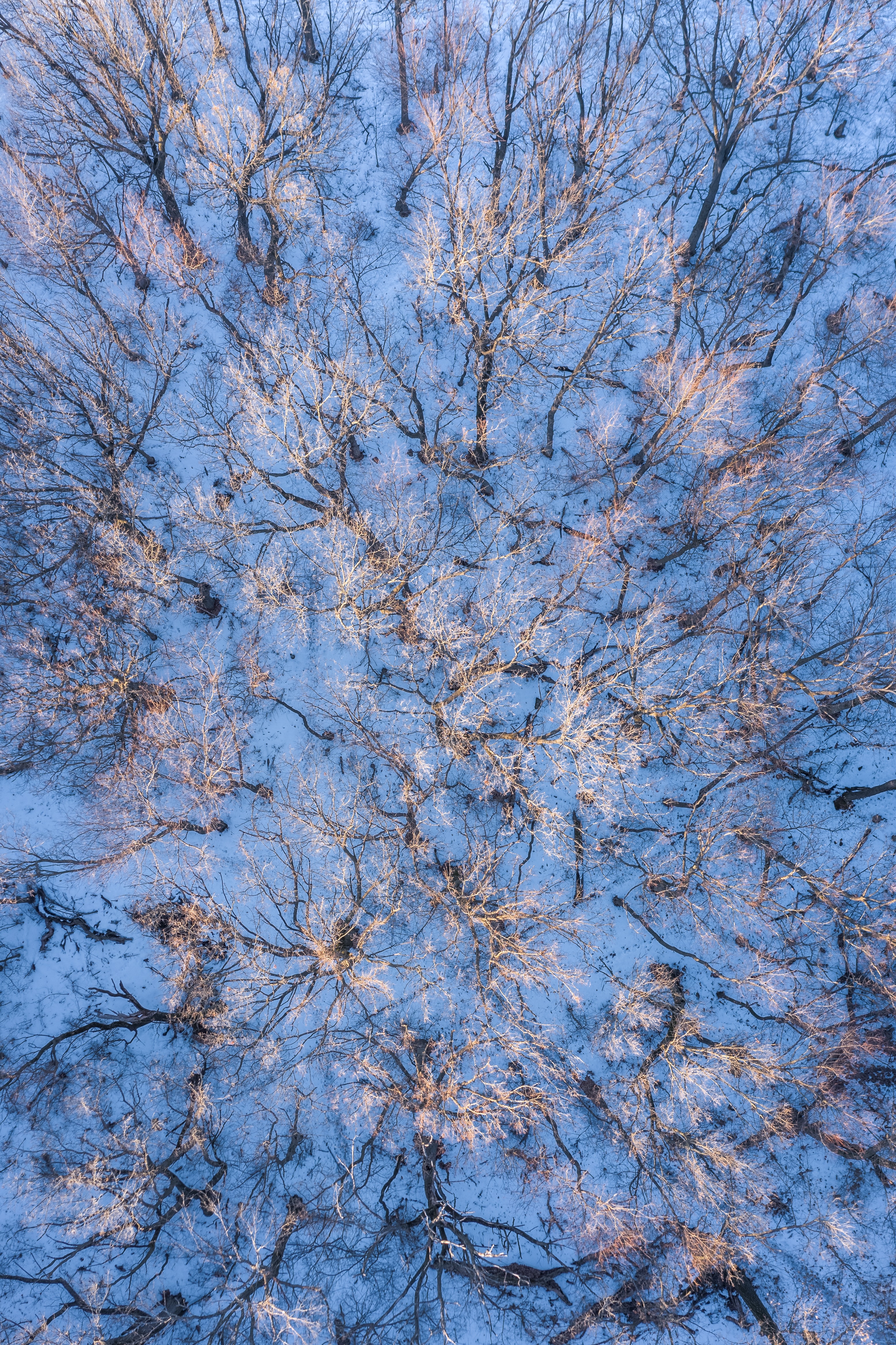 PCデスクトップに冬, 自然, 木, 雪, 上から見る, 森林, 森画像を無料でダウンロード