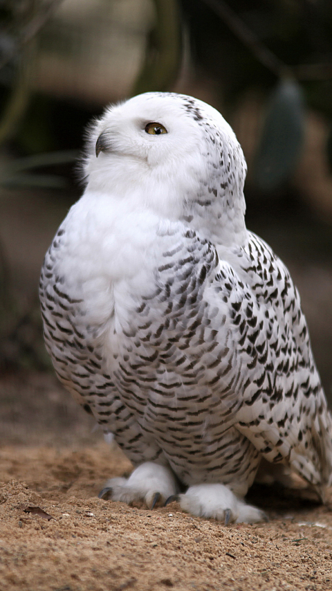 無料モバイル壁紙動物, 鳥, シロフクロウをダウンロードします。