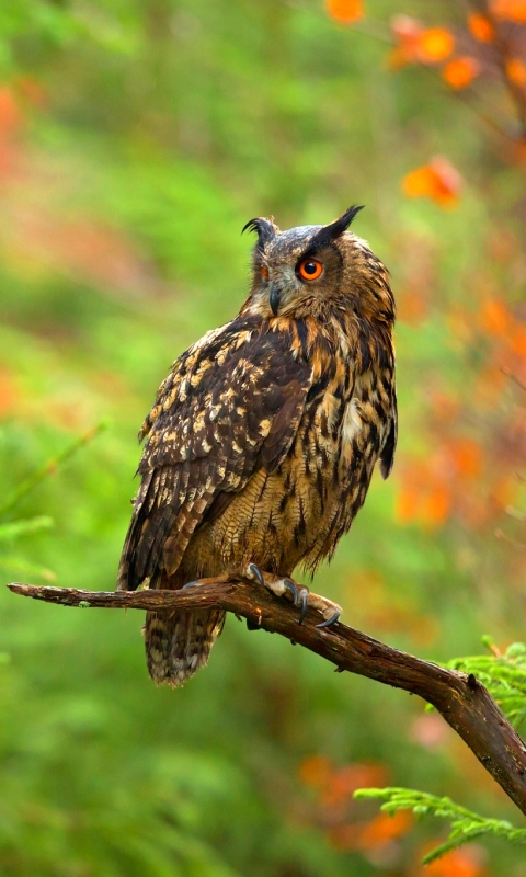 Téléchargez des papiers peints mobile Animaux, Oiseau, Hibou, Branche, Des Oiseaux, La Nature, Bifurquer gratuitement.