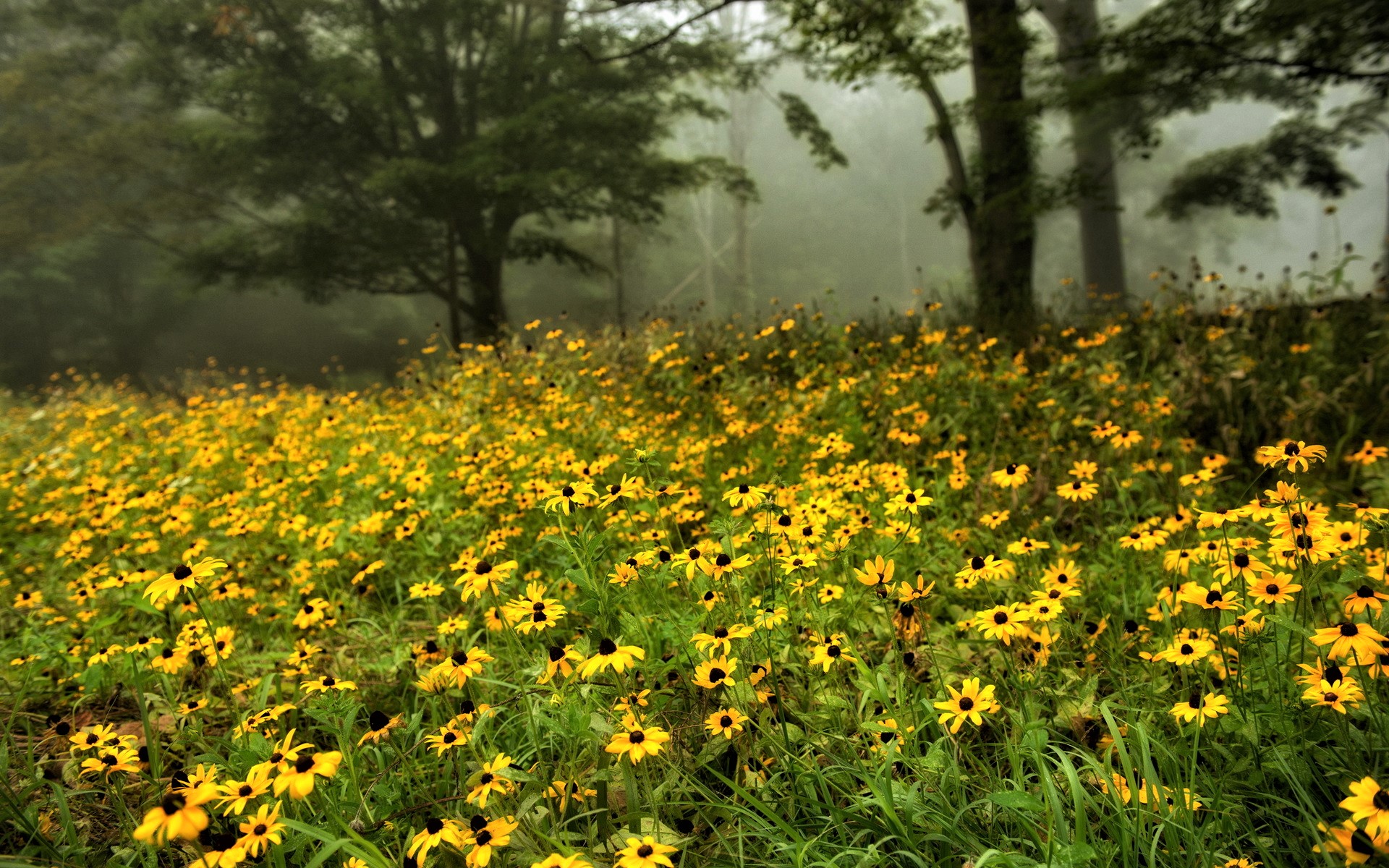 Free download wallpaper Flowers, Flower, Earth, Field, Spring, Yellow Flower on your PC desktop