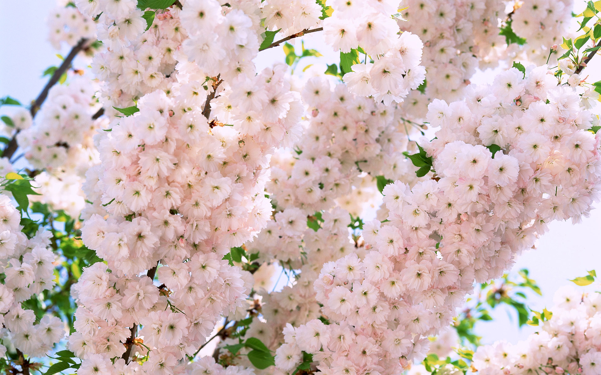 Download mobile wallpaper Earth, Blossom for free.