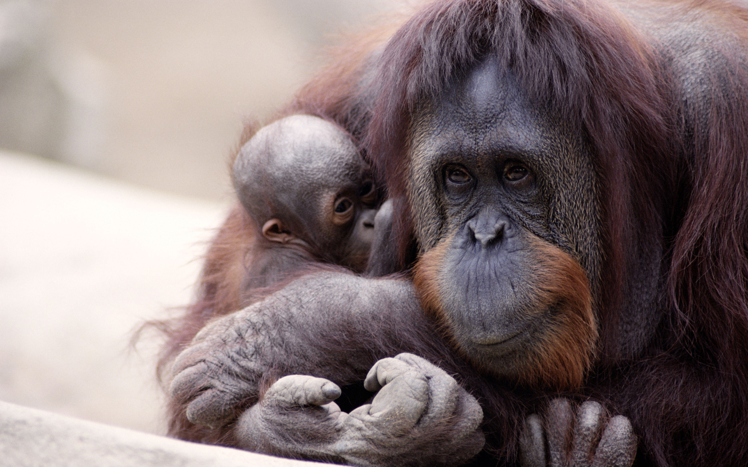 298419 baixar papel de parede animais, orangotango, macacos - protetores de tela e imagens gratuitamente