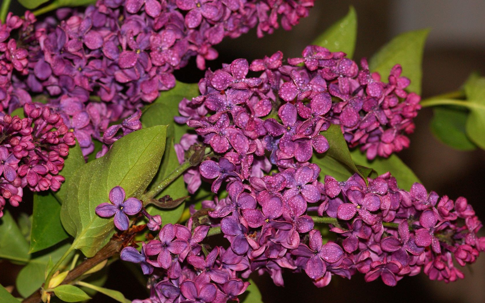 Descarga gratuita de fondo de pantalla para móvil de Flores, Flor, Tierra/naturaleza.