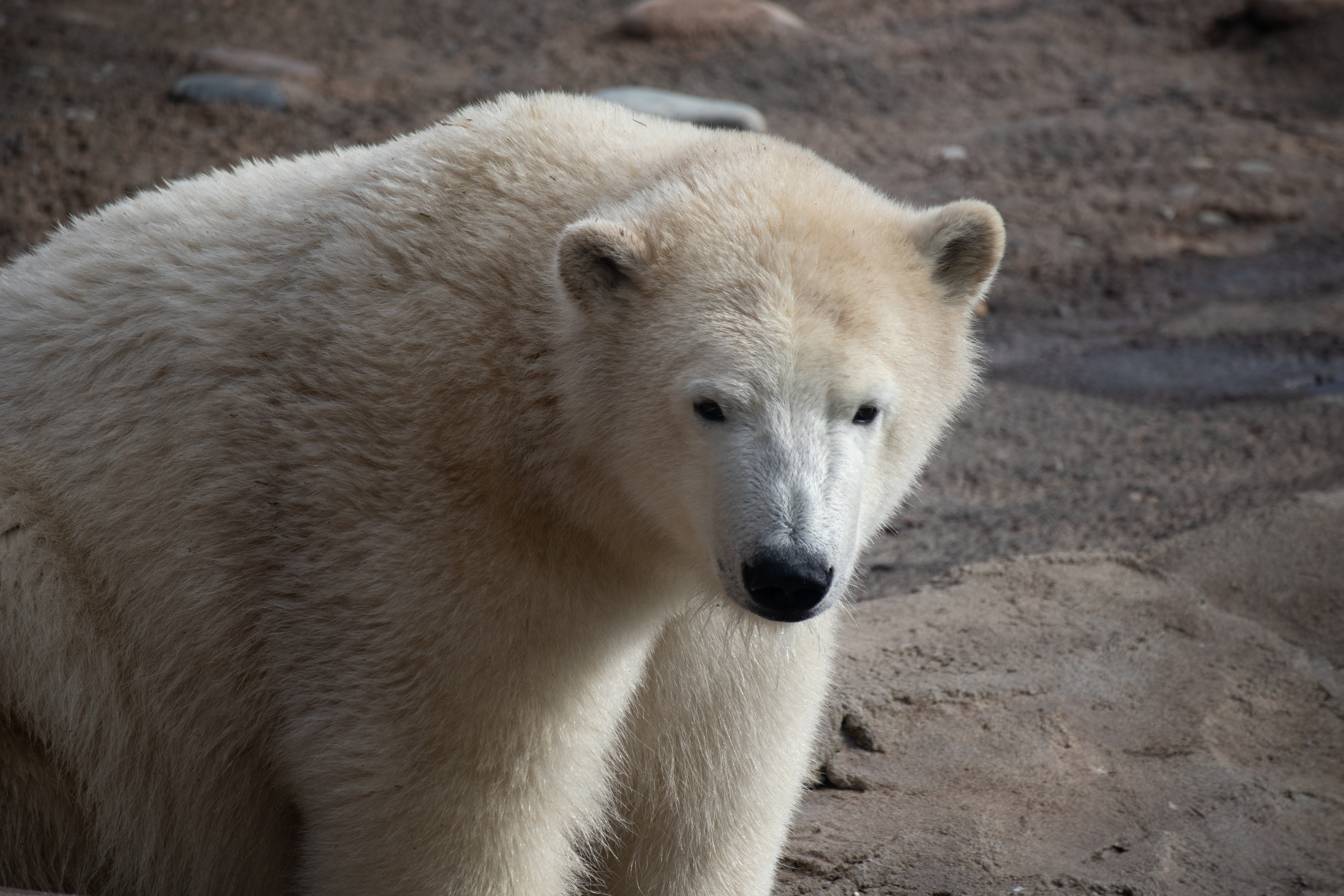 116887 завантажити картинку тварини, білий, ведмідь, тварина, полярний ведмідь, білий ведмідь - шпалери і заставки безкоштовно