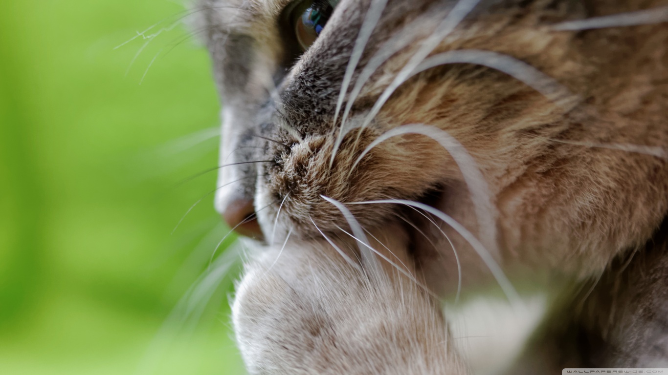 Téléchargez gratuitement l'image Animaux, Chats, Chat sur le bureau de votre PC