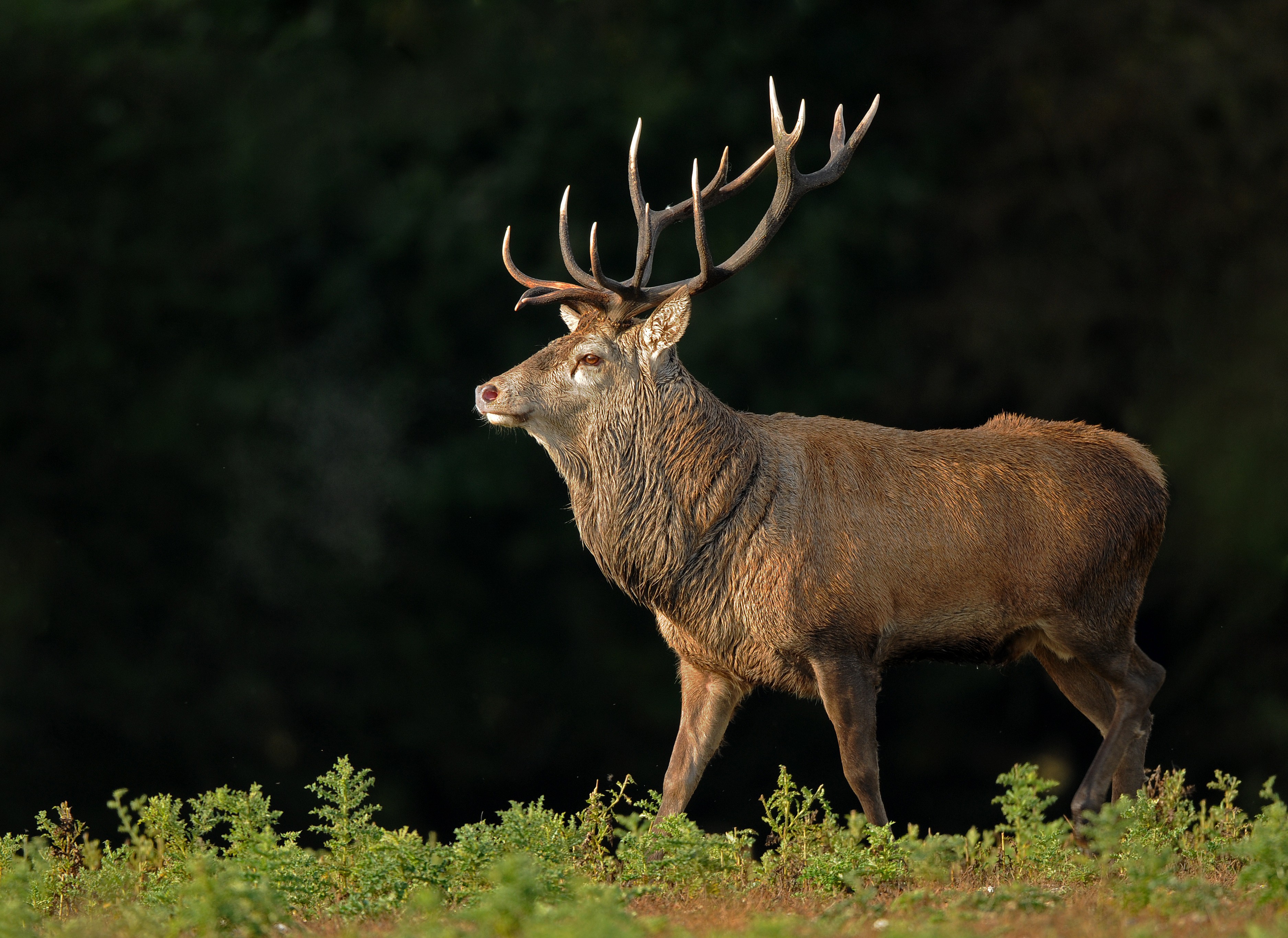 Free download wallpaper Animal, Deer on your PC desktop