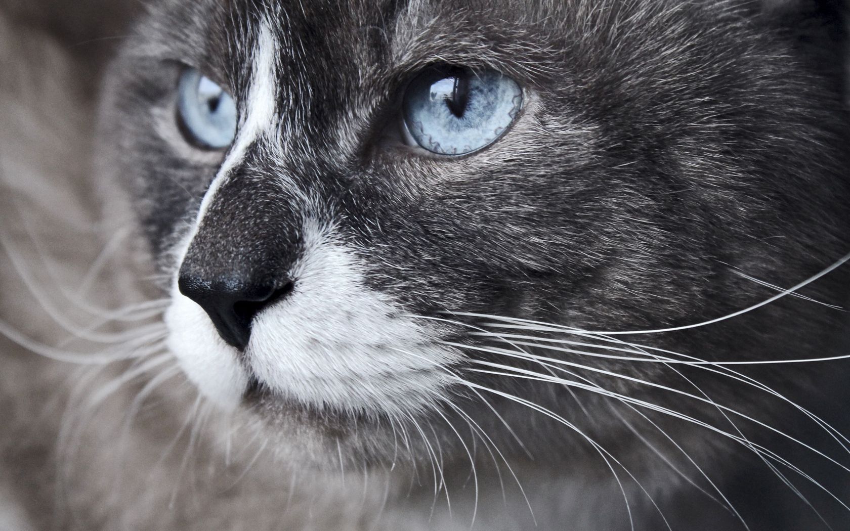 animals, cat, muzzle, close up, sight, opinion, blue eyed, observation