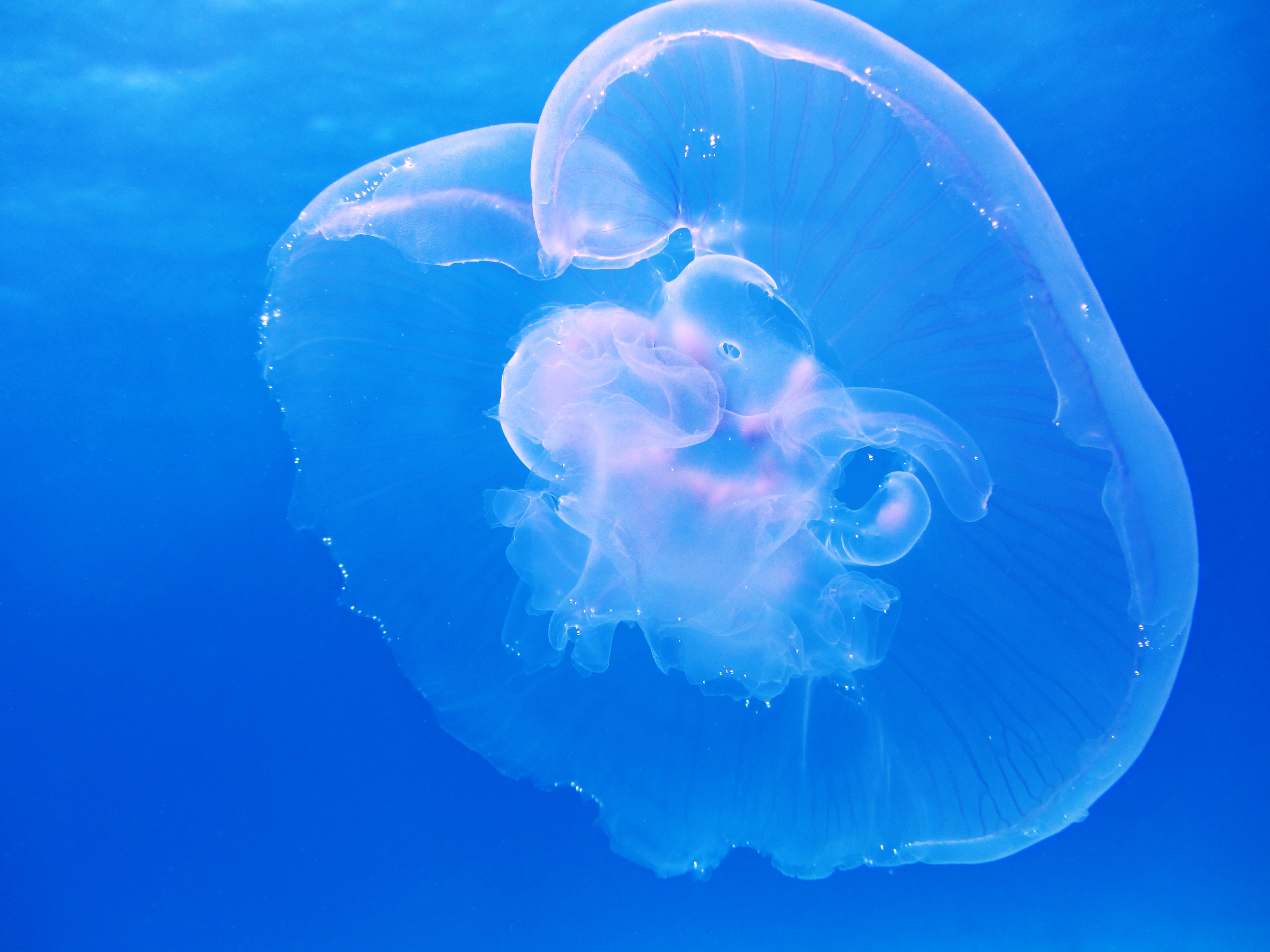 Скачать картинку Животные, Голубой, Медуза, Подводный Мир в телефон бесплатно.
