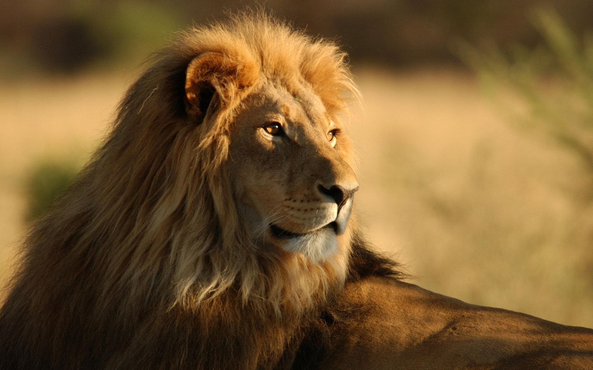 animals, lions, orange download HD wallpaper
