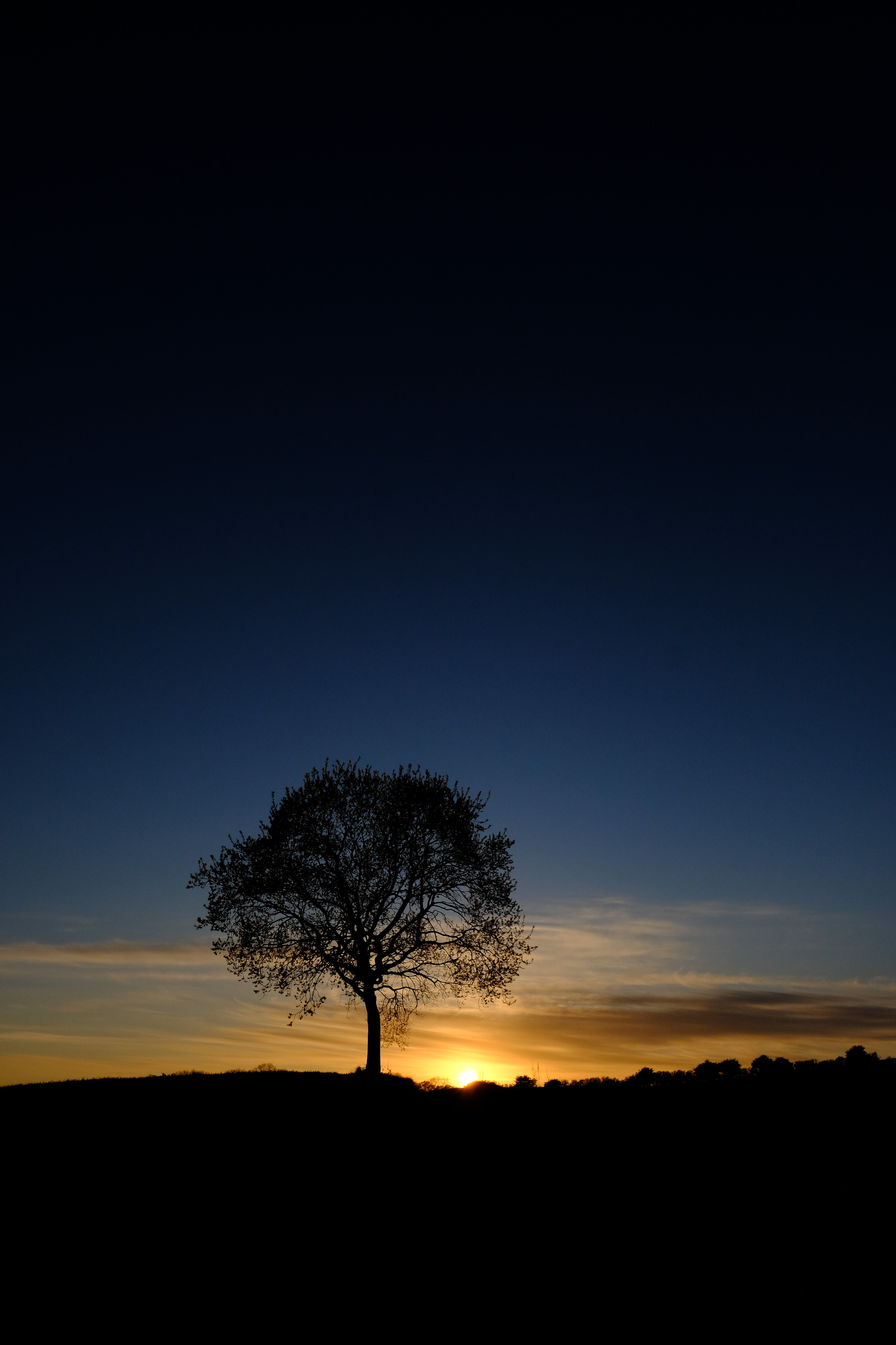 nature, sunset, tree, sky, silhouette, wood, branches cellphone