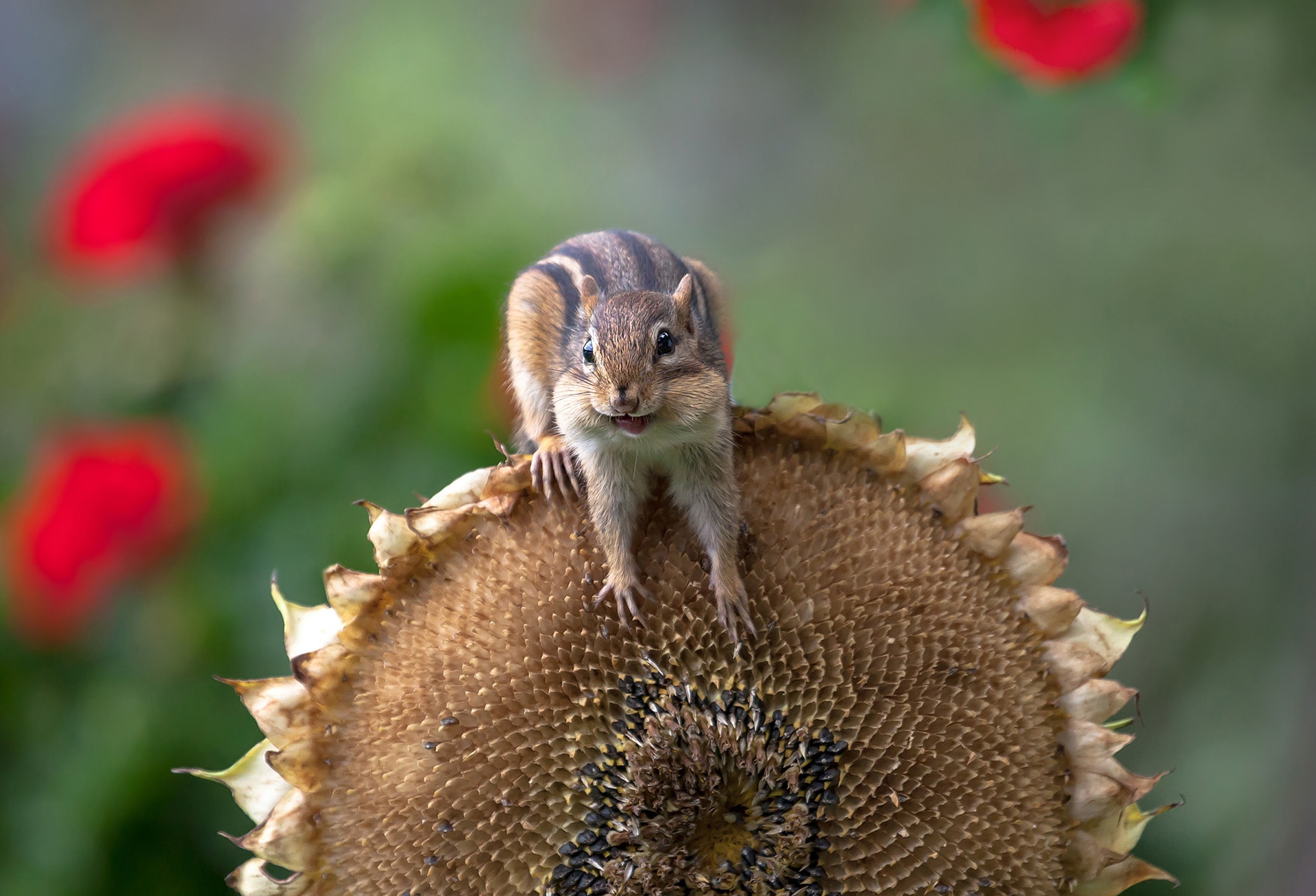 Laden Sie das Tiere, Sonnenblume, Nagetier, Streifenhörnchen-Bild kostenlos auf Ihren PC-Desktop herunter