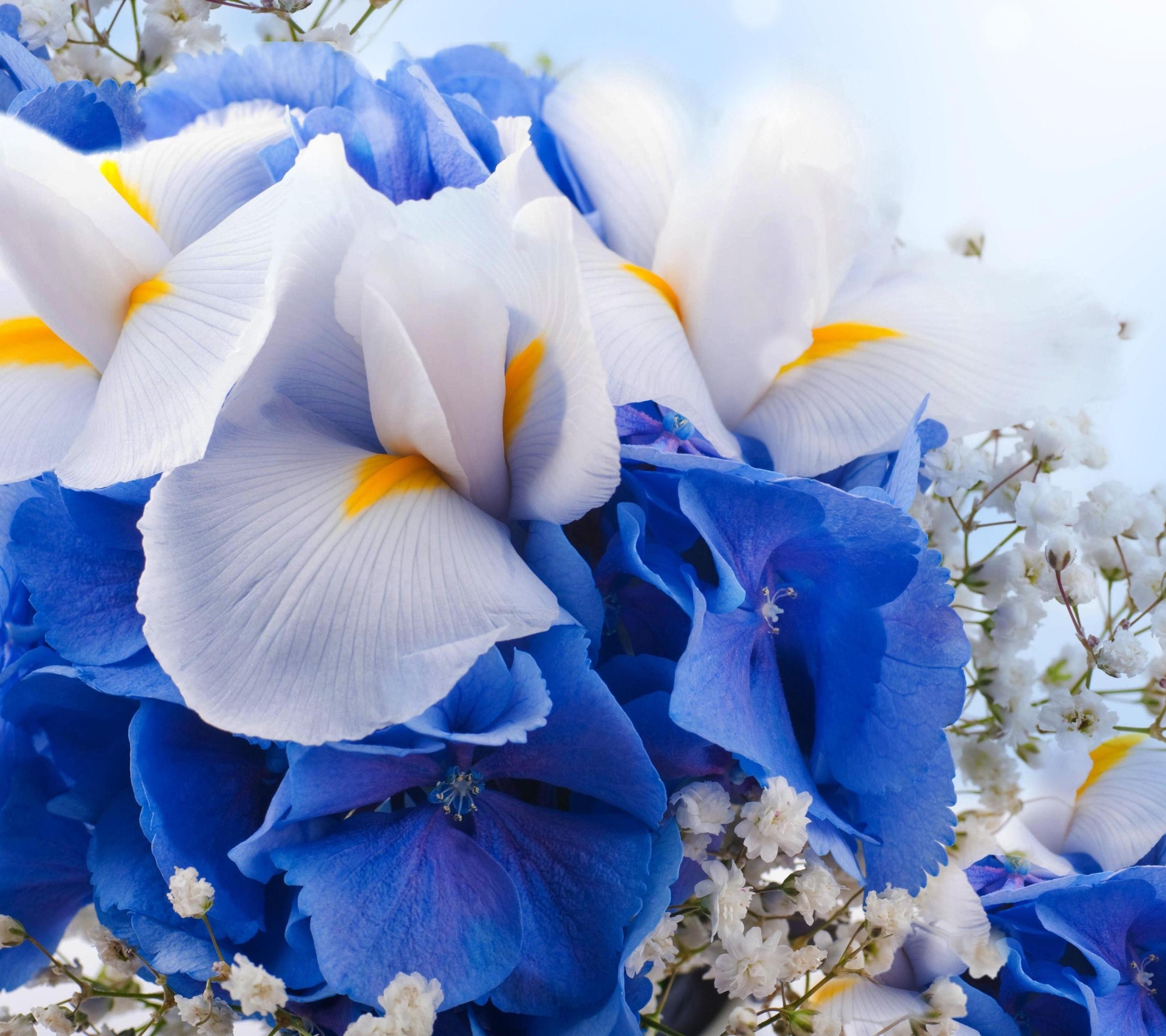 Download mobile wallpaper Flowers, Iris, Earth, White Flower, Blue Flower, Baby's Breath for free.
